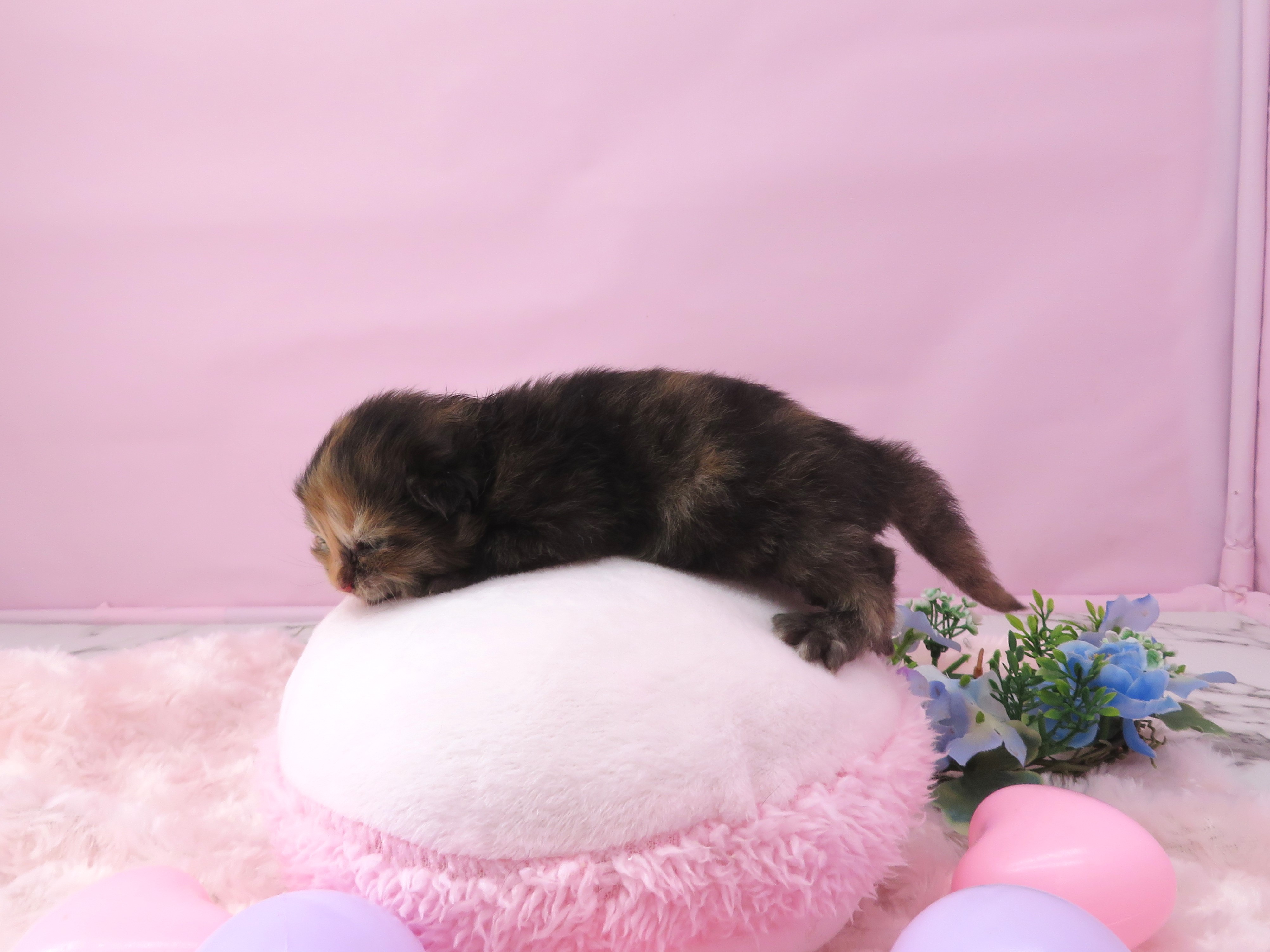 赤ちゃん写真1-2