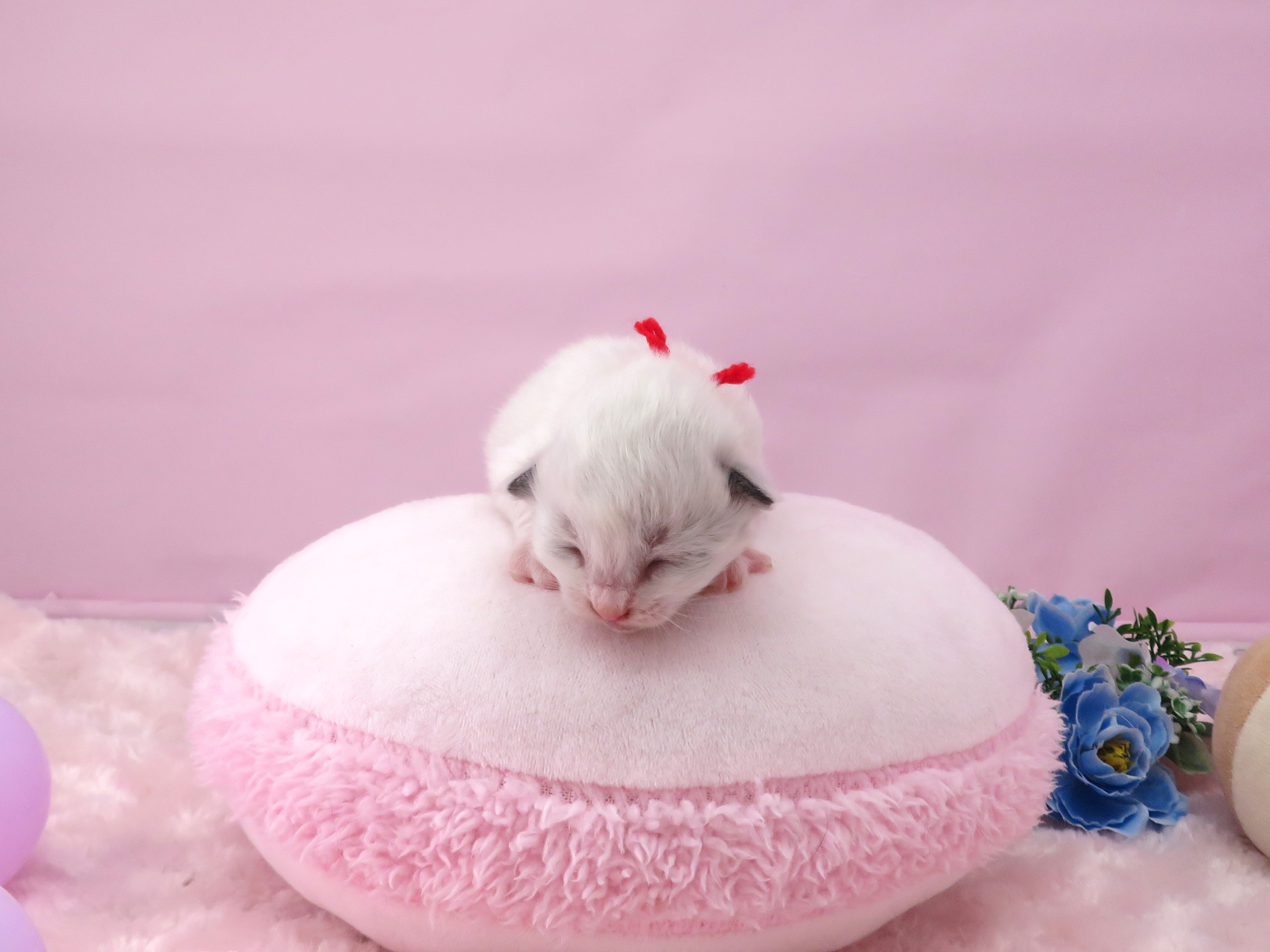 赤ちゃん写真1-1