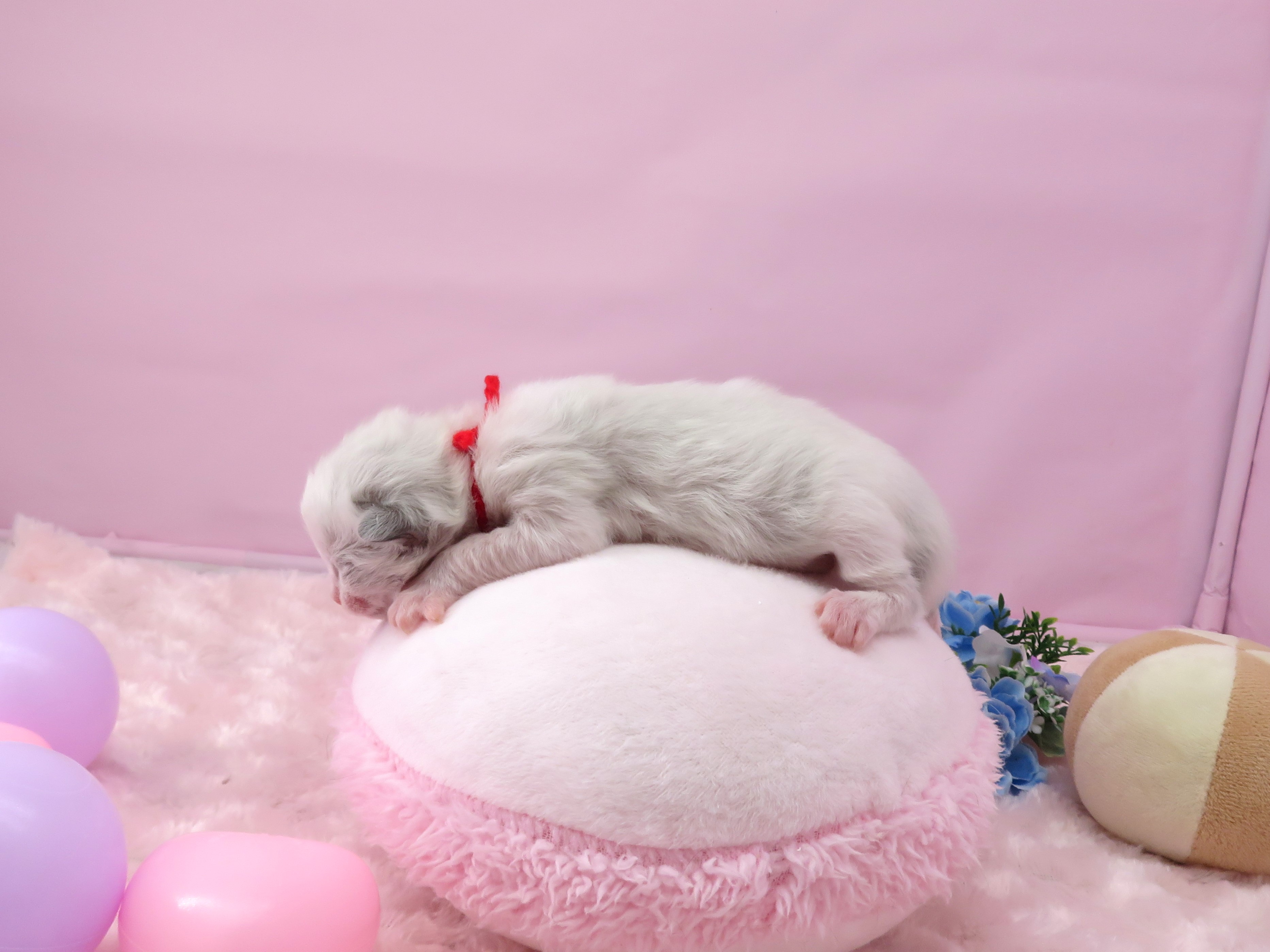 赤ちゃん写真1-2
