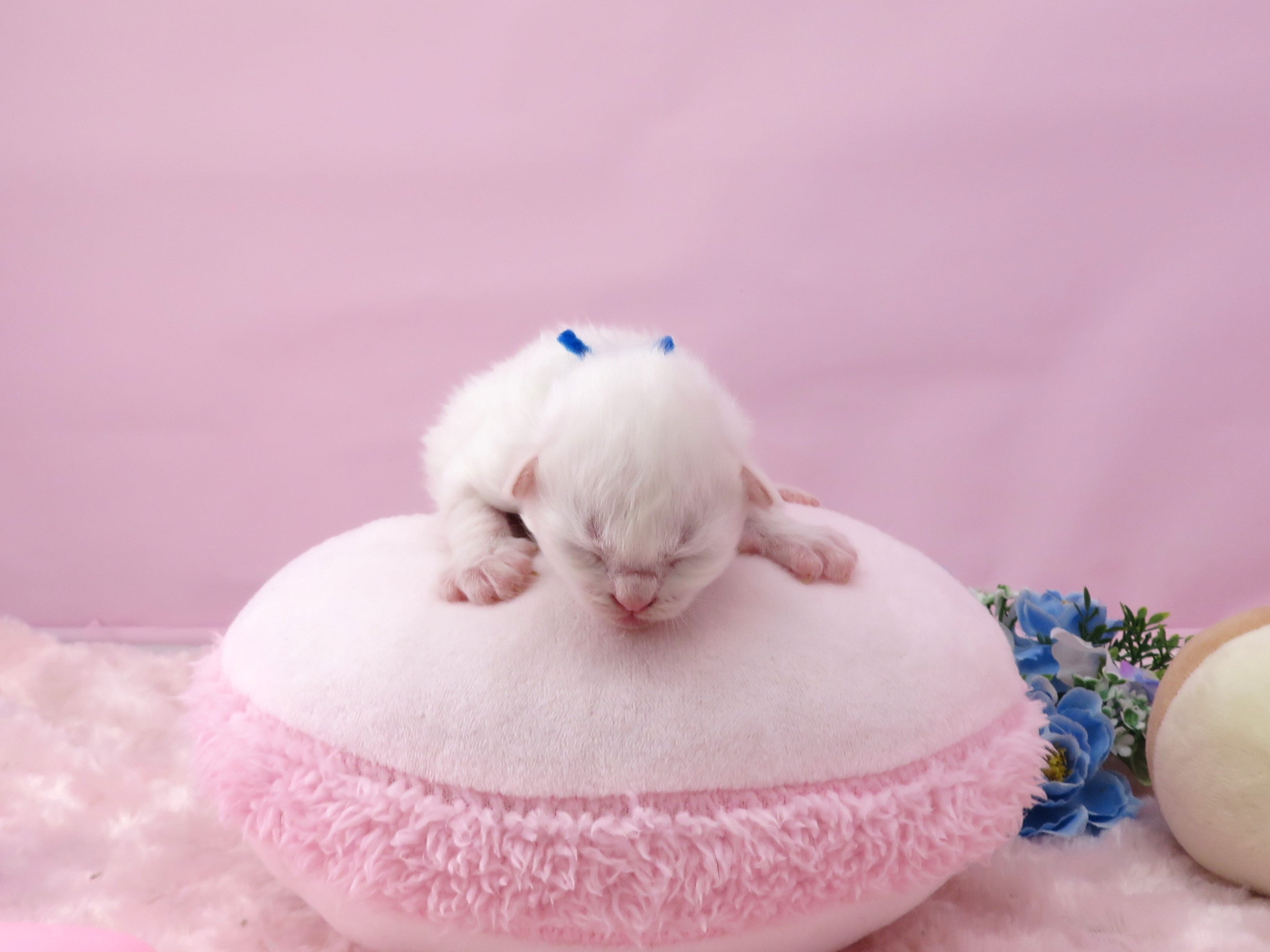 赤ちゃん写真1-1