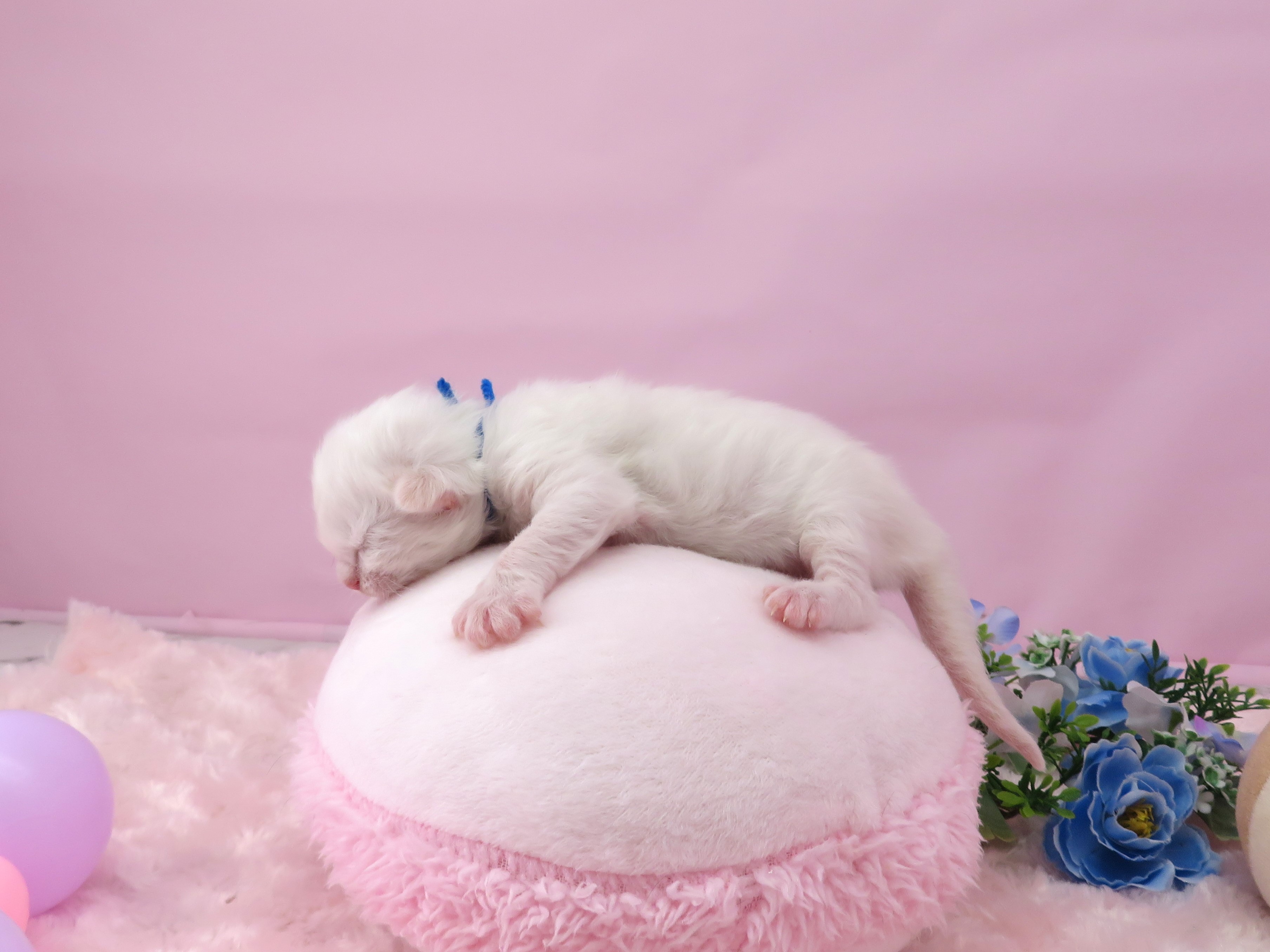 赤ちゃん写真1-2
