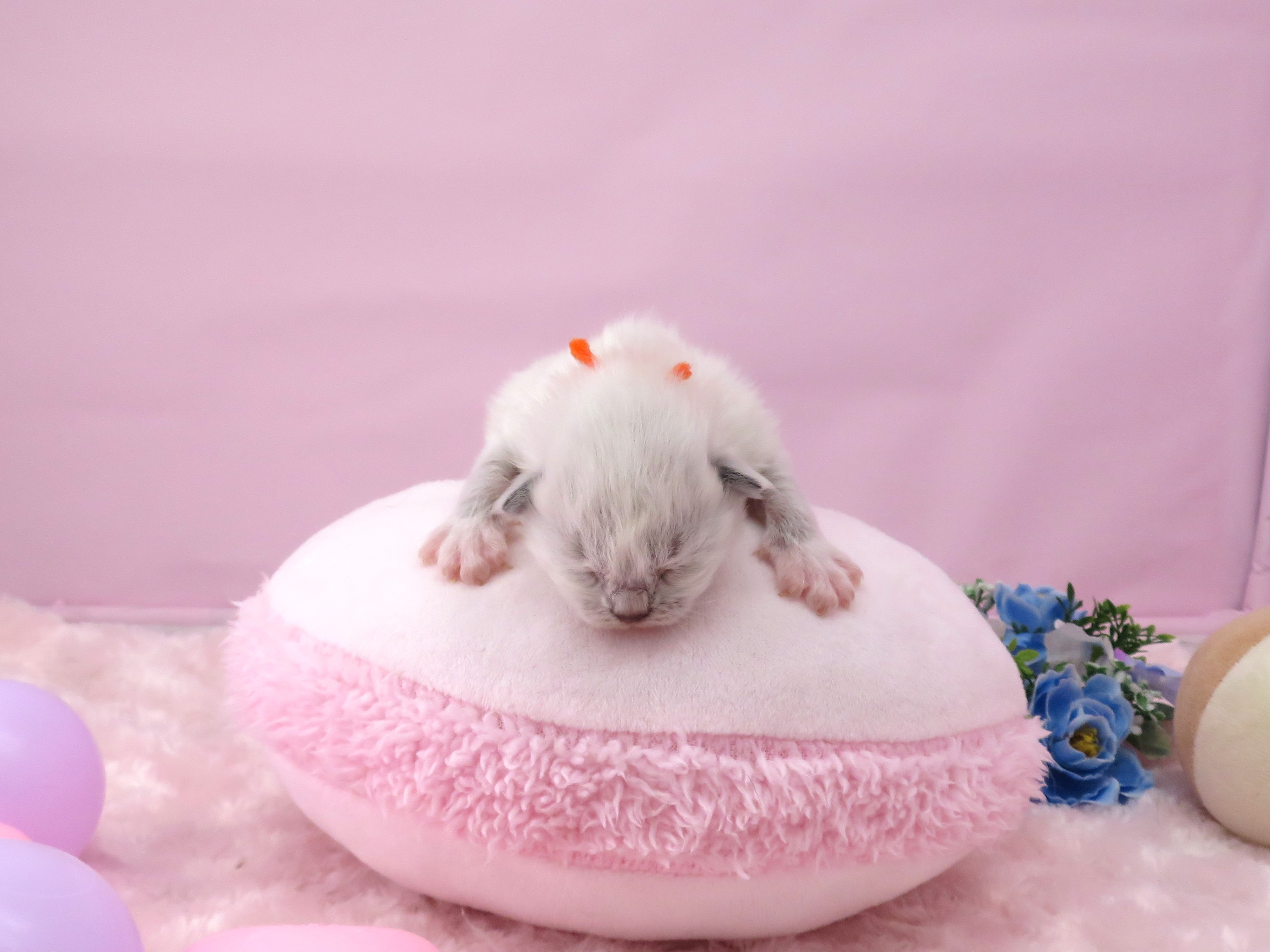 赤ちゃん写真1-1