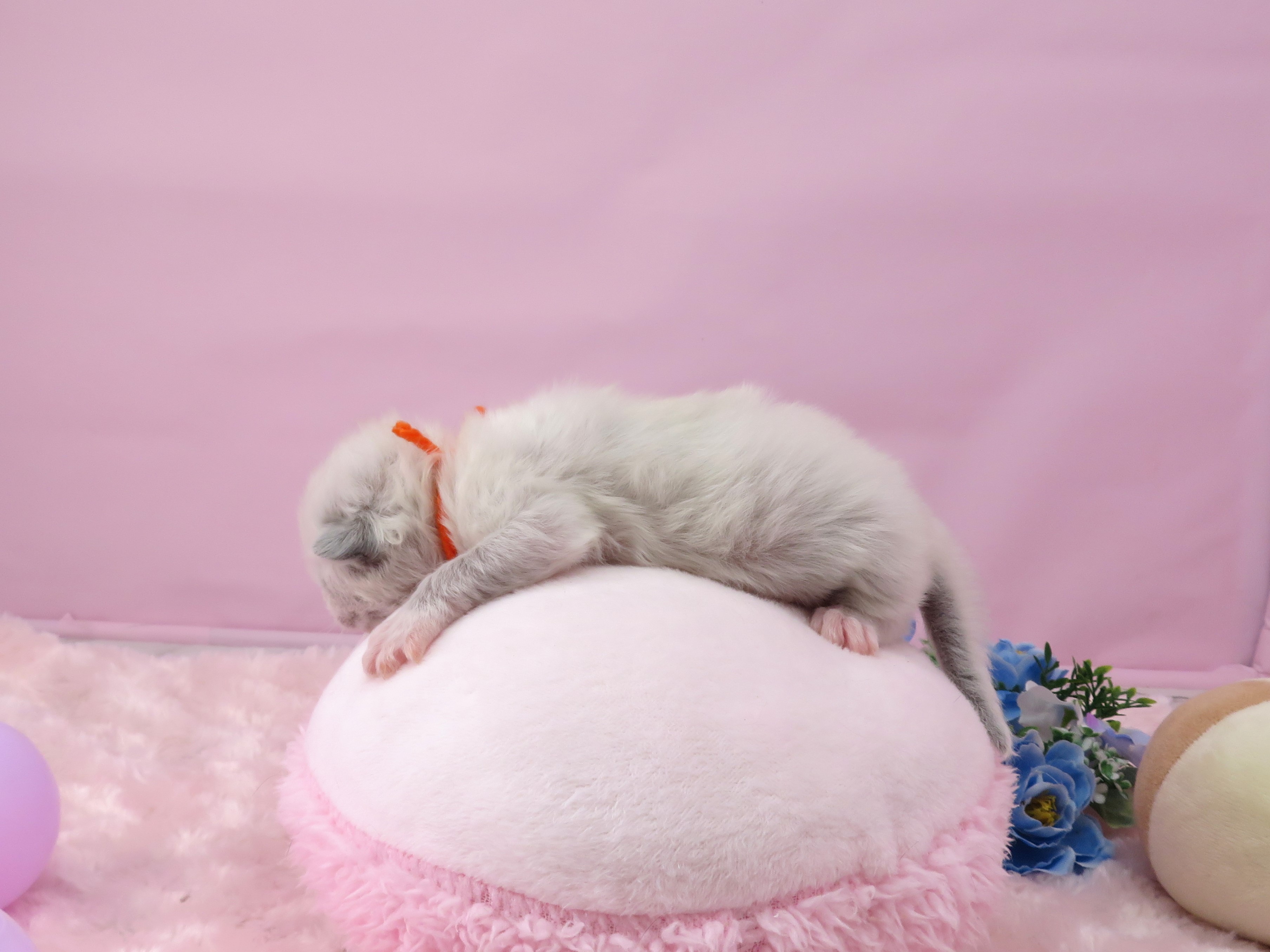 赤ちゃん写真1-2