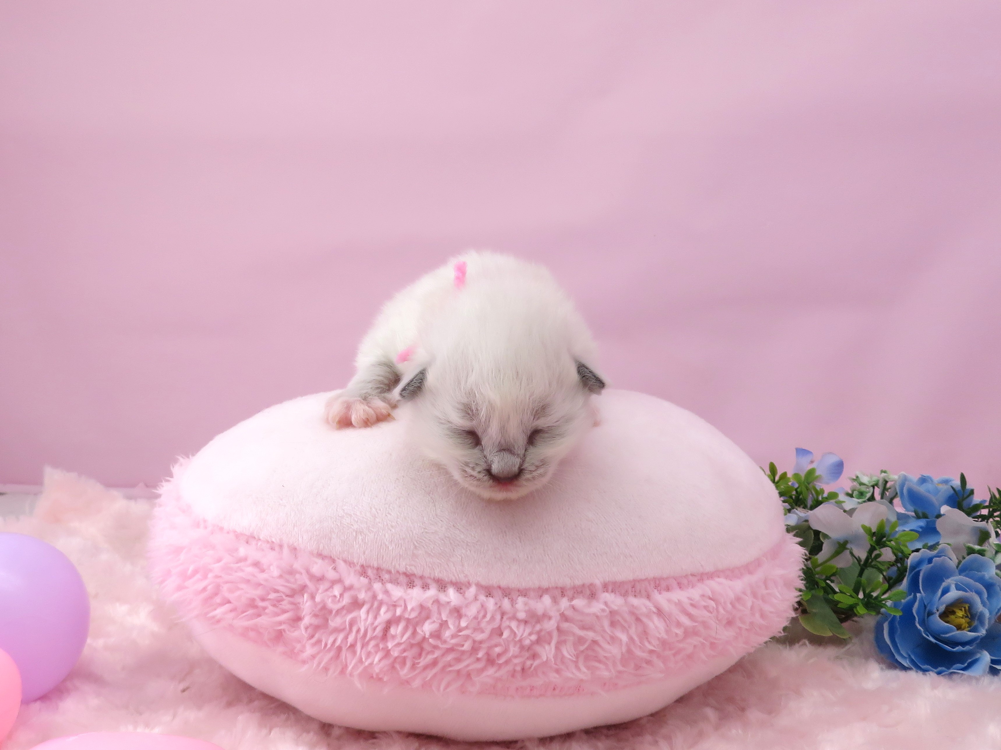 赤ちゃん写真1-1