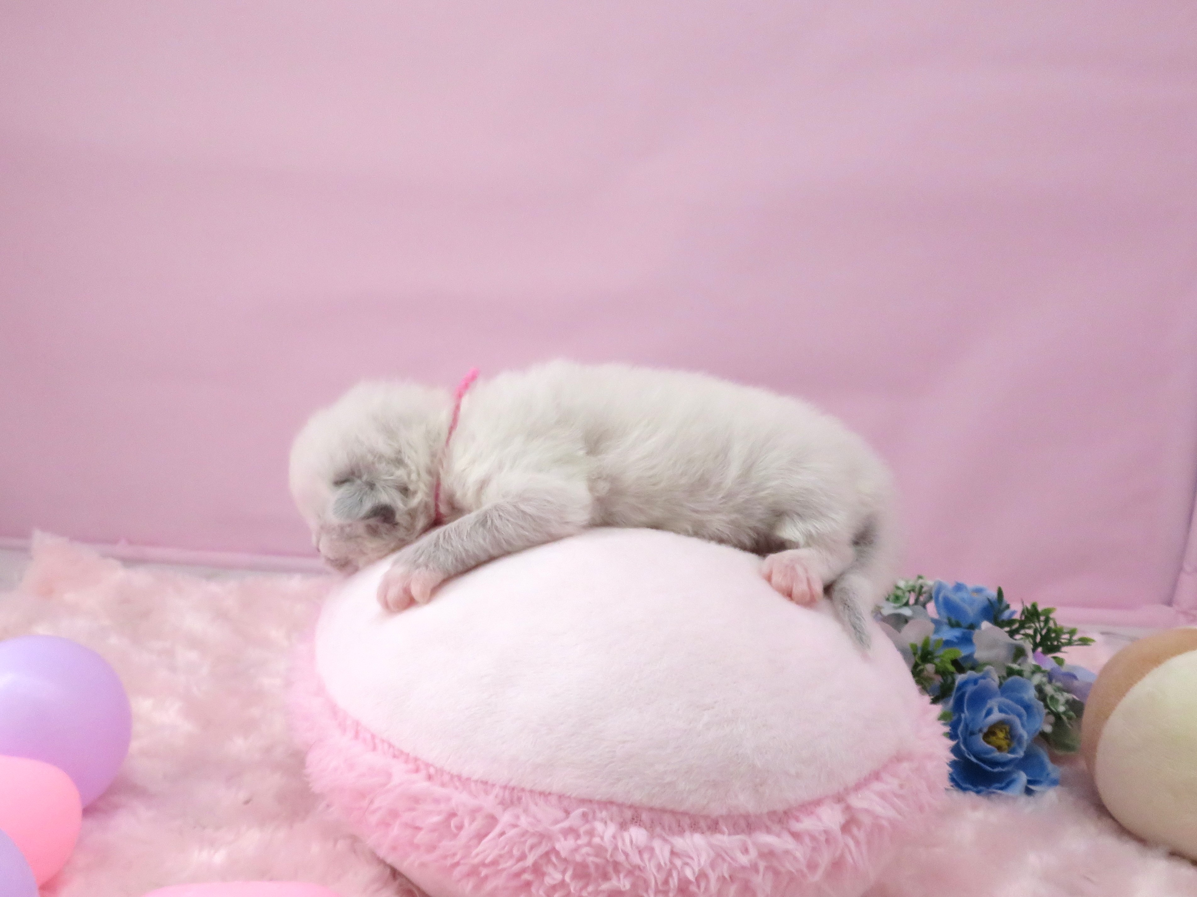 赤ちゃん写真1-2