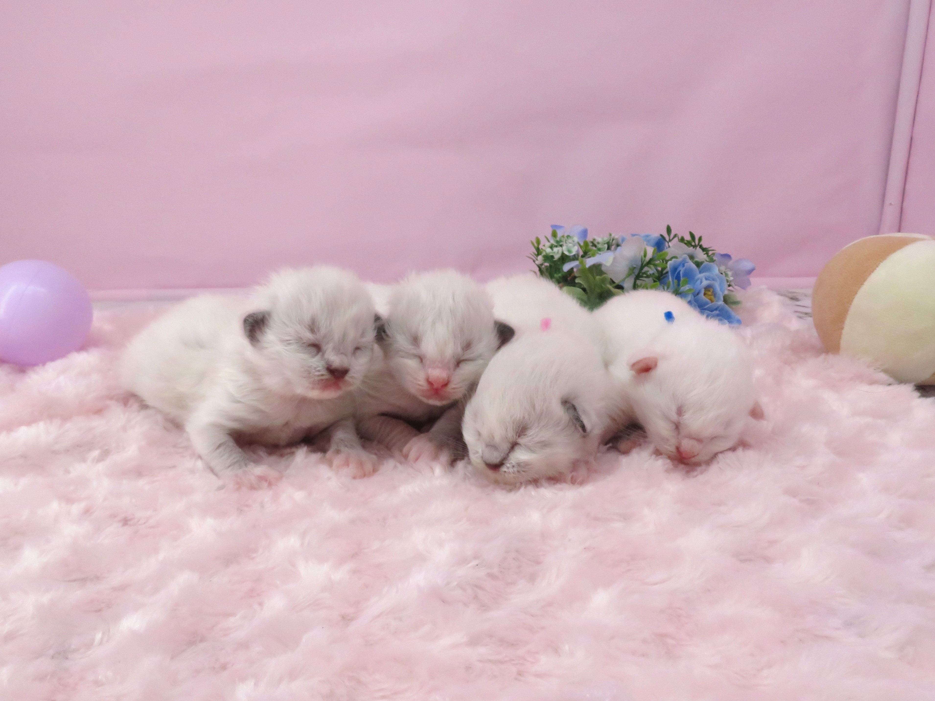 赤ちゃん写真1-3