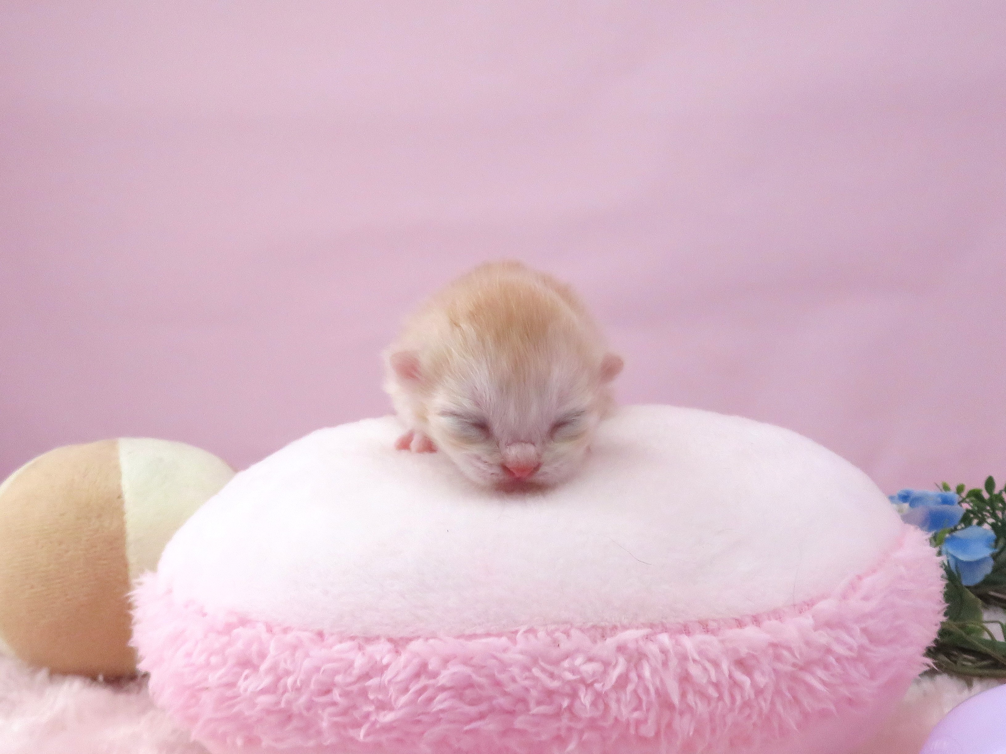 赤ちゃん写真1-1