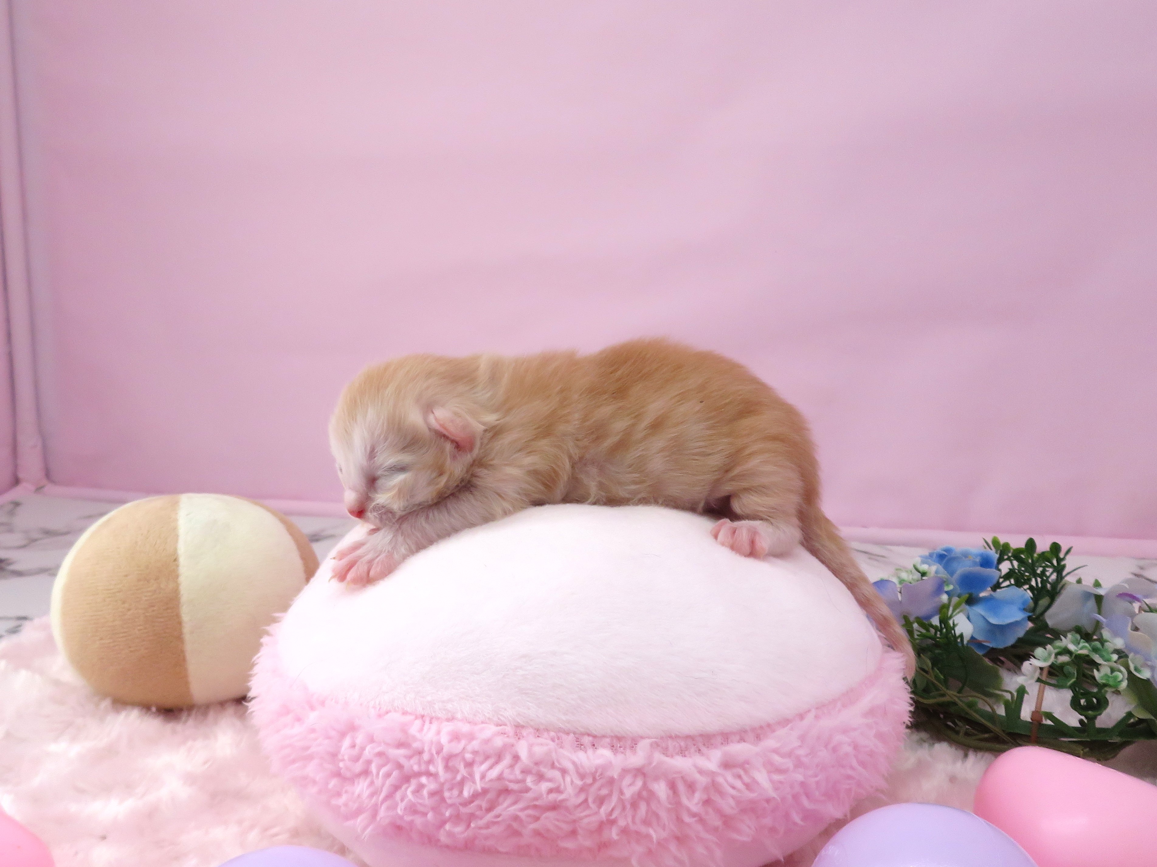 赤ちゃん写真1-2