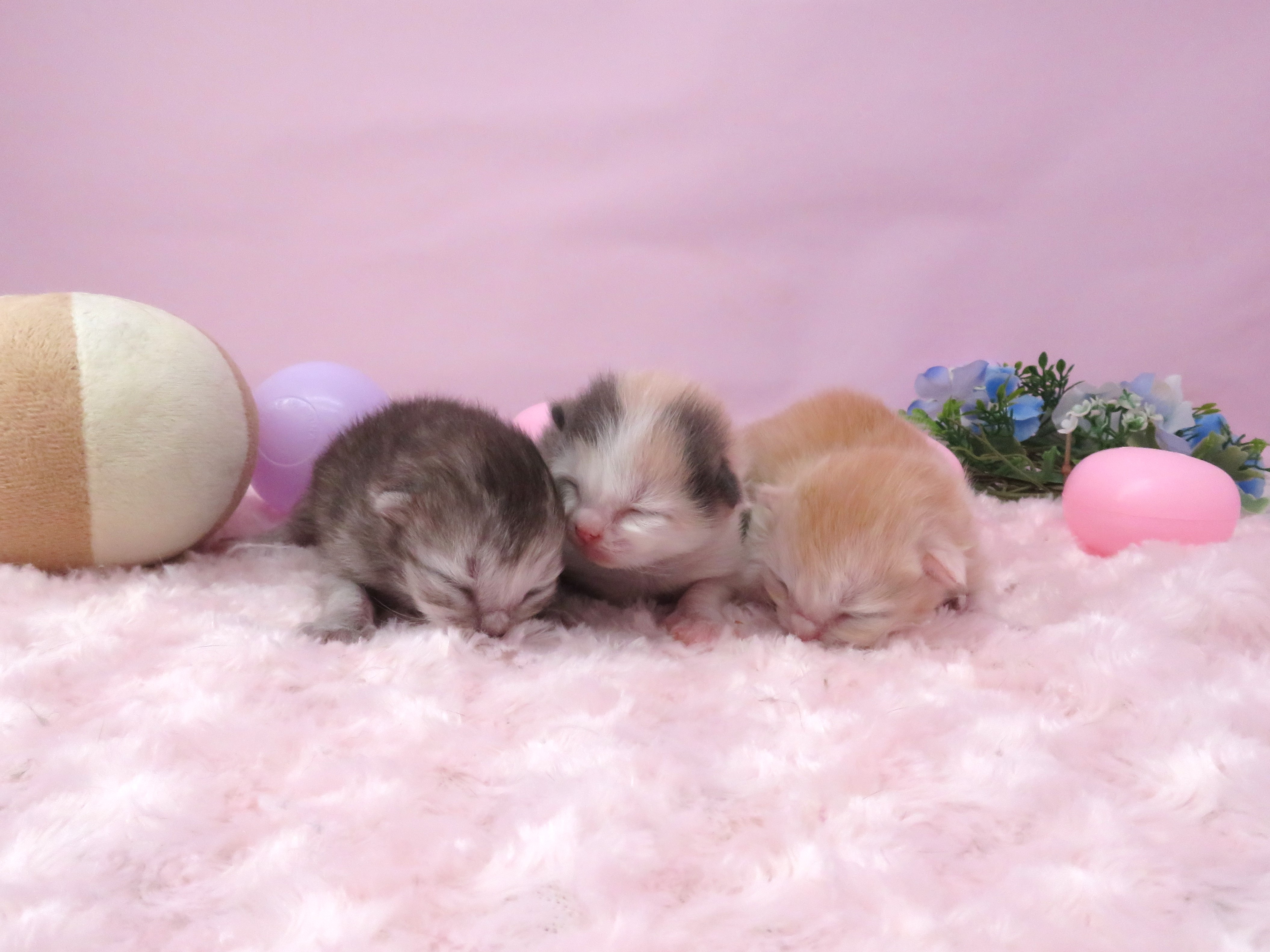 赤ちゃん写真1-3