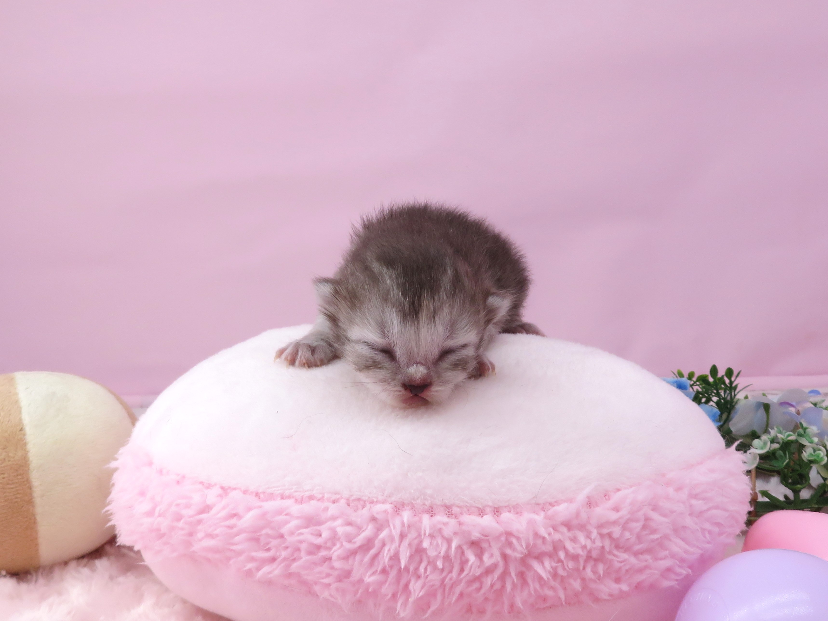赤ちゃん写真1-1