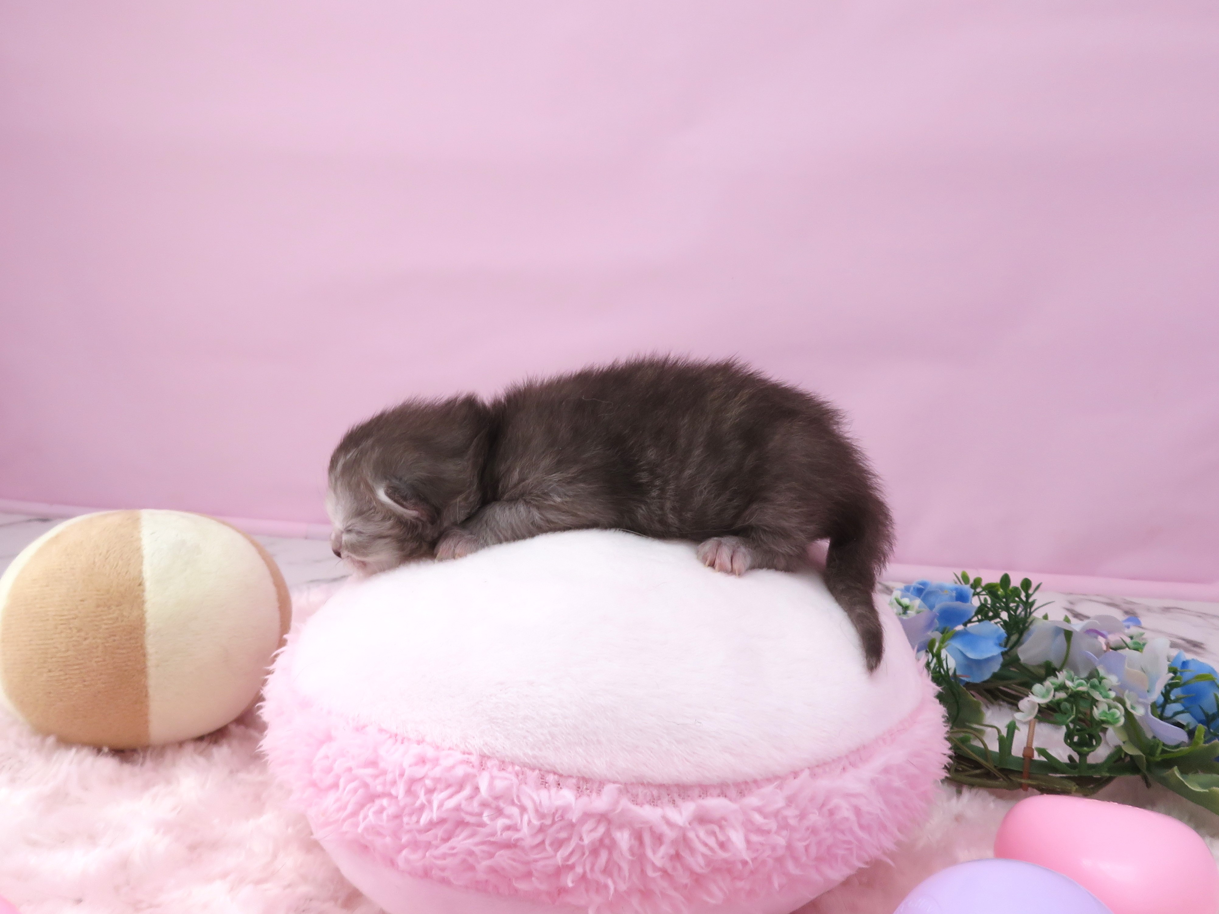 赤ちゃん写真1-2