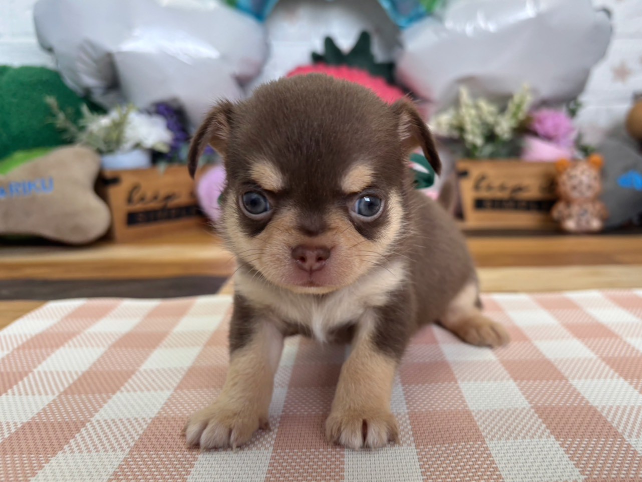 赤ちゃん写真2-1