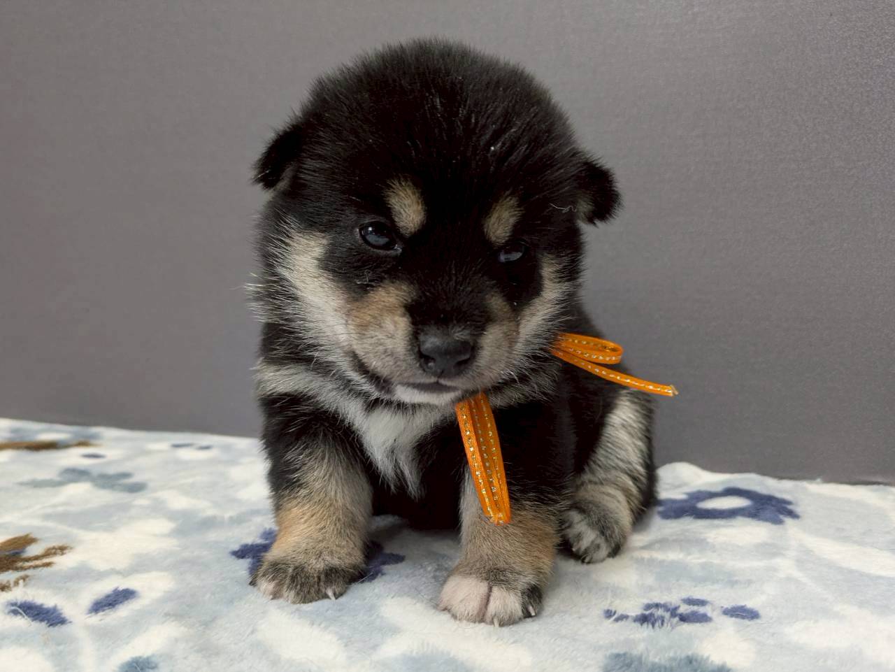 柴犬
