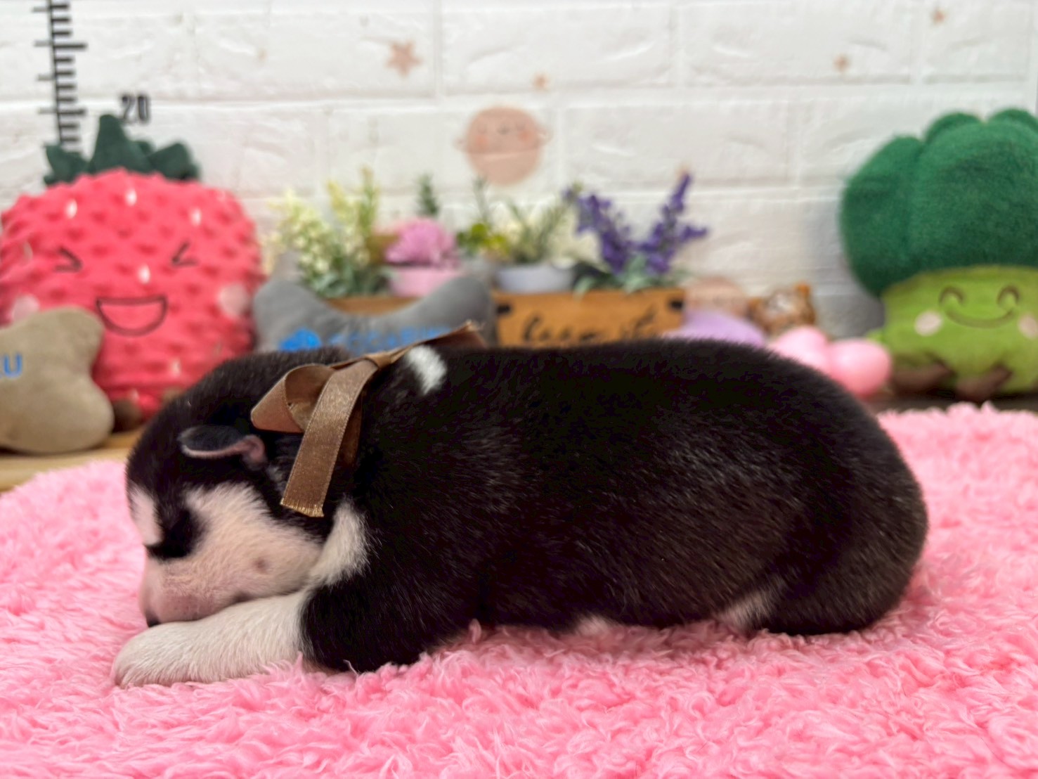 赤ちゃん写真1-2