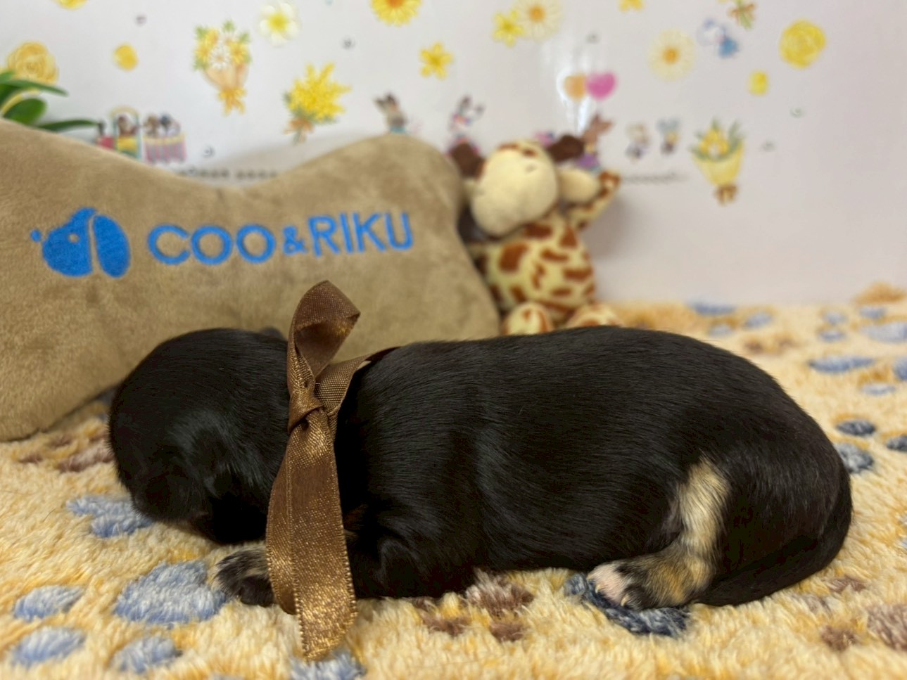 赤ちゃん写真1-2