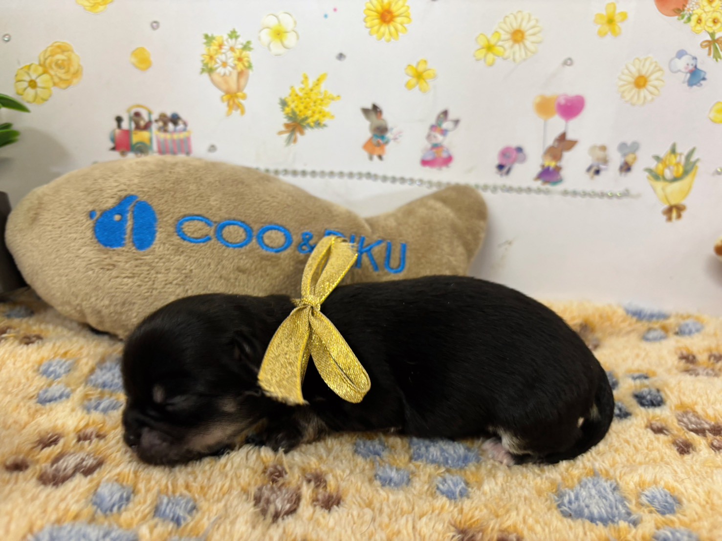 赤ちゃん写真1-2
