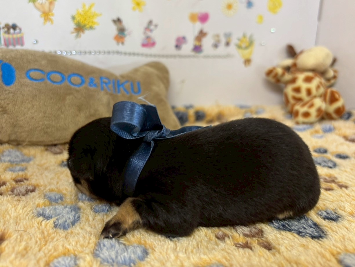 赤ちゃん写真1-2