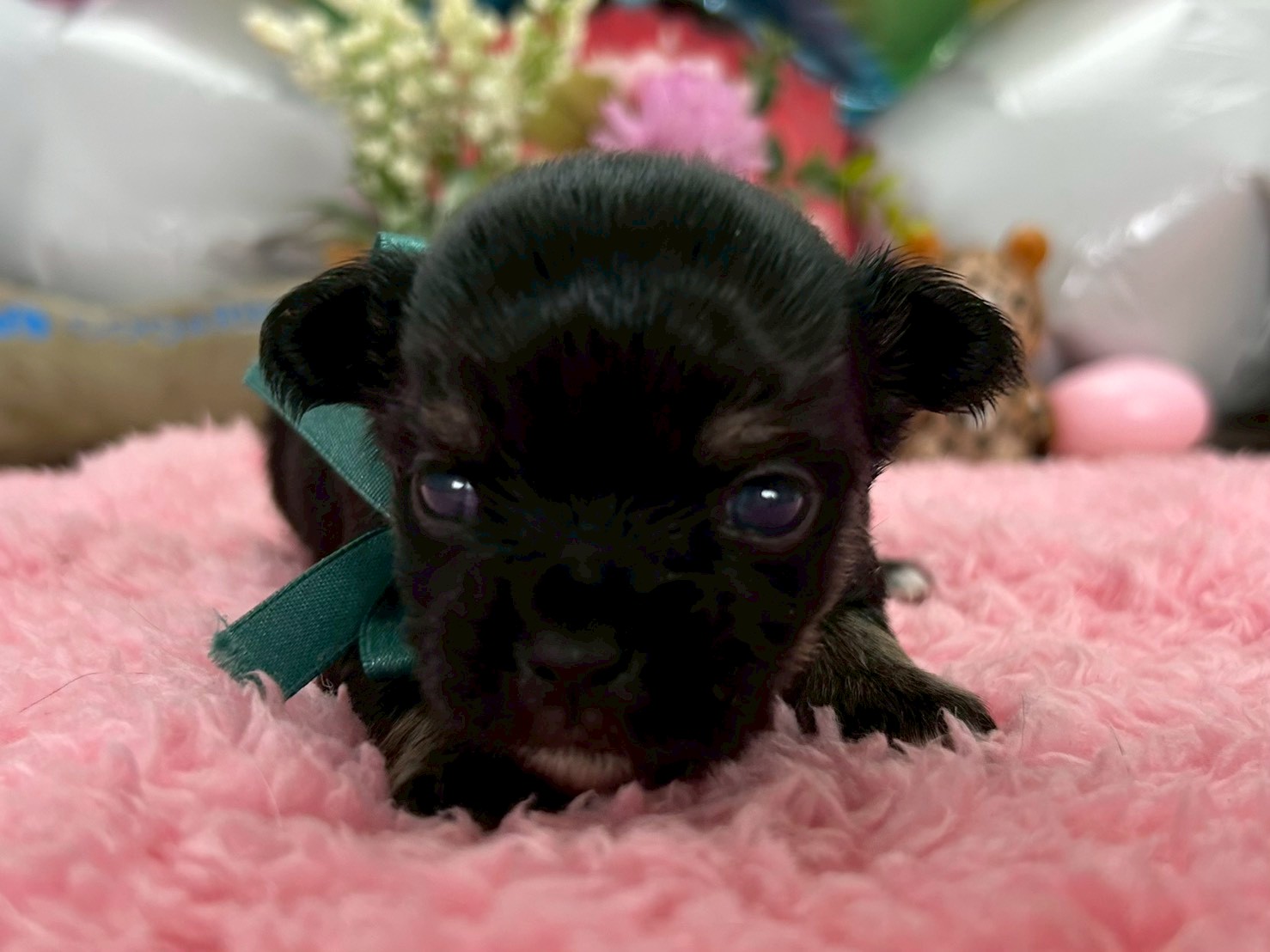 赤ちゃん写真2-1