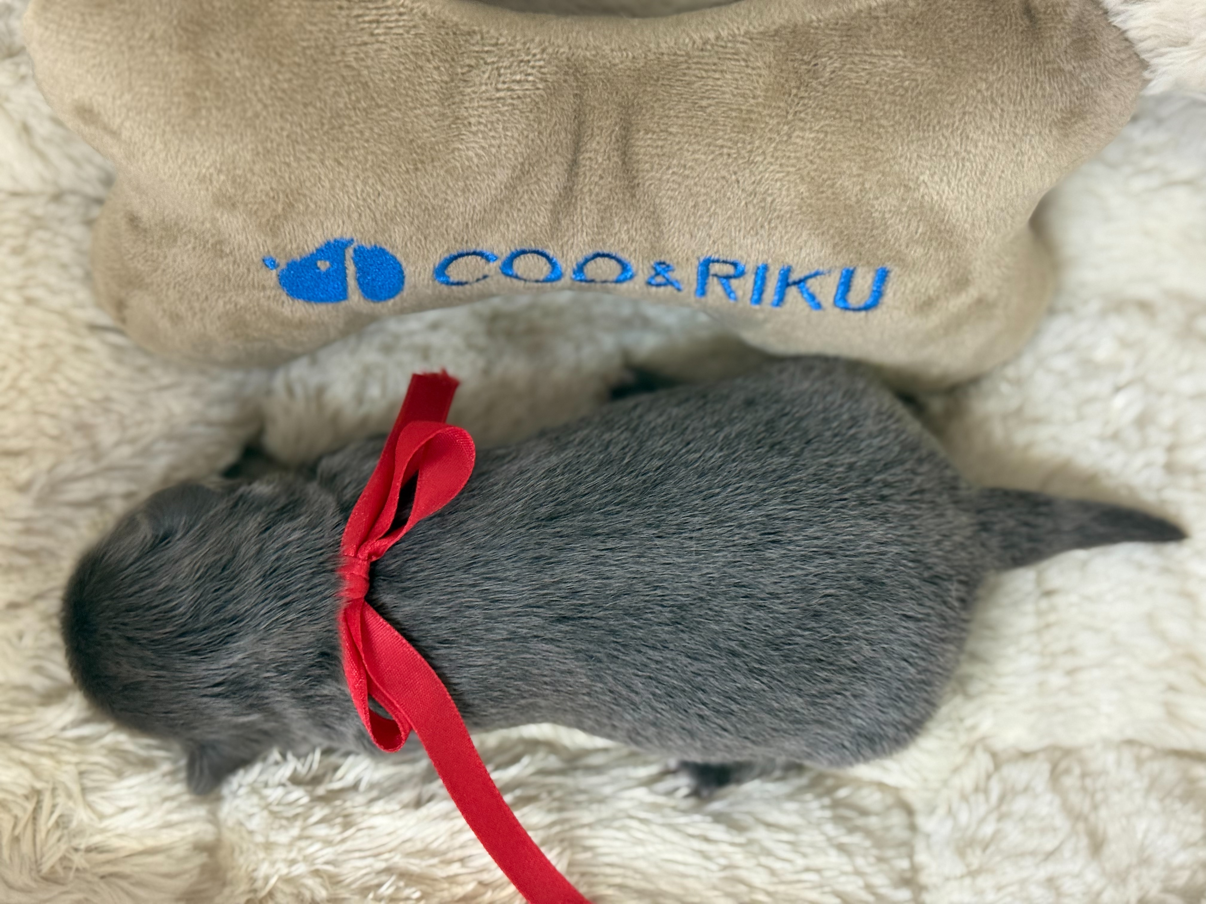 赤ちゃん写真1-3