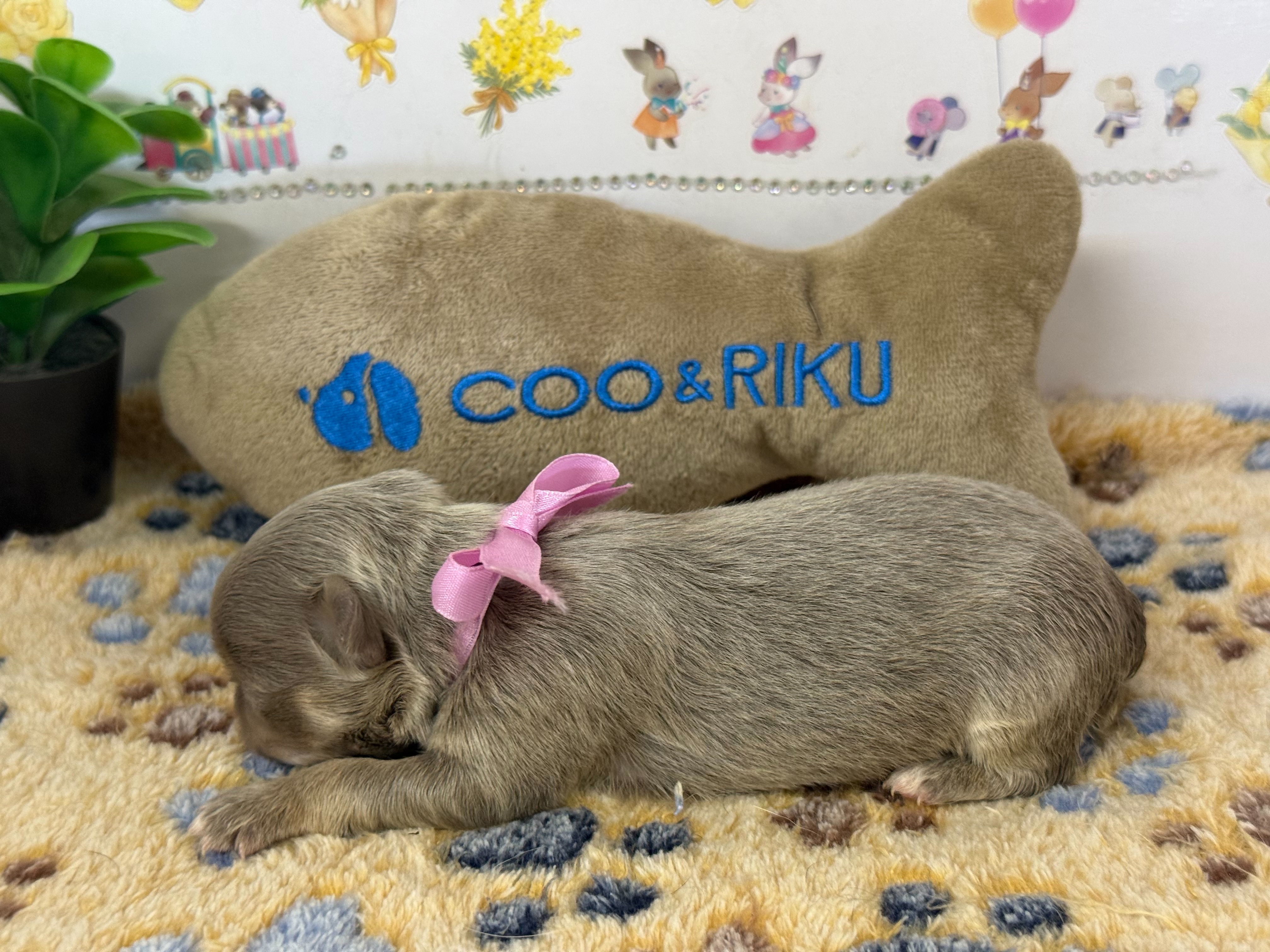 赤ちゃん写真1-2
