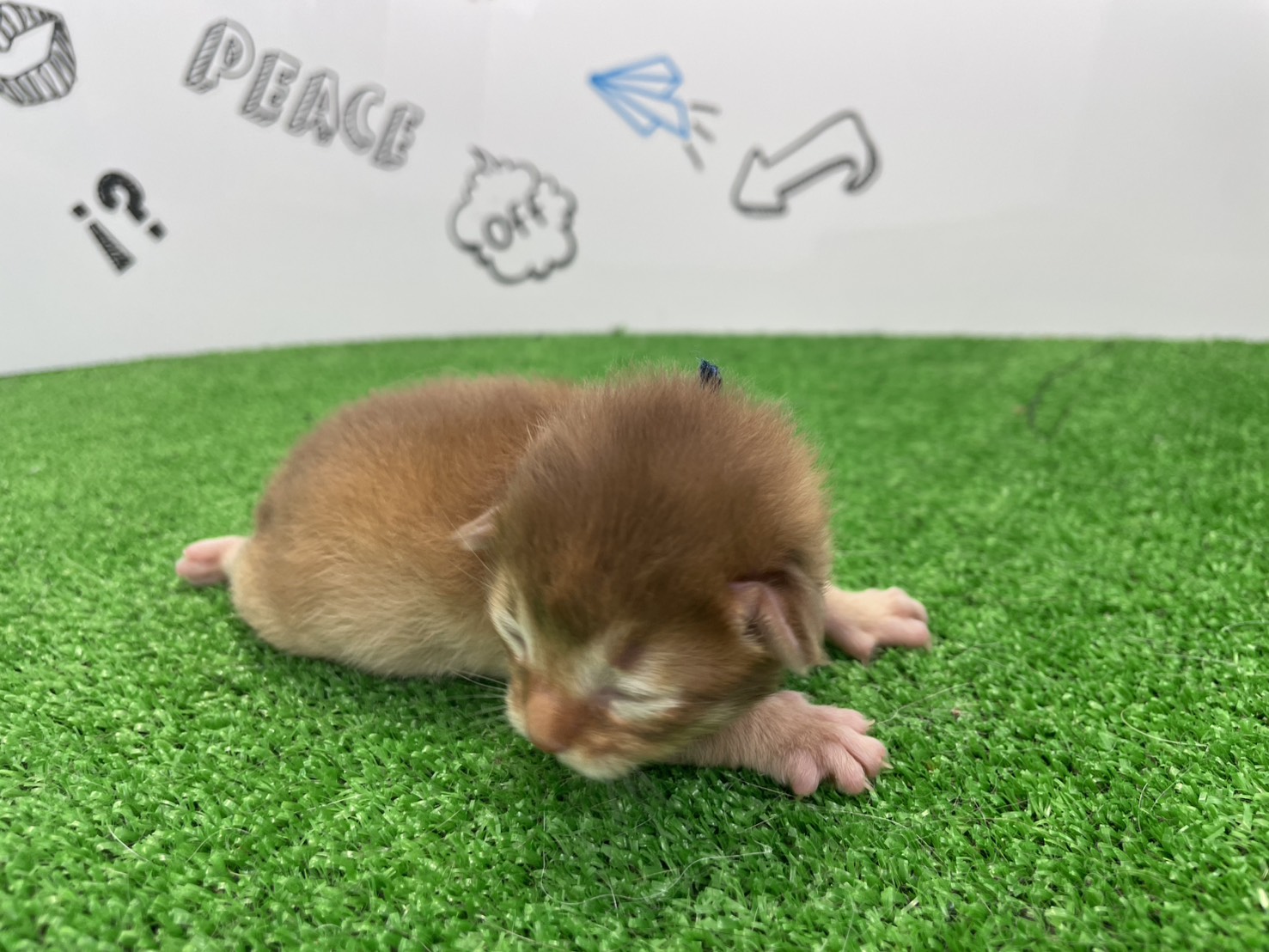 赤ちゃん写真1-2