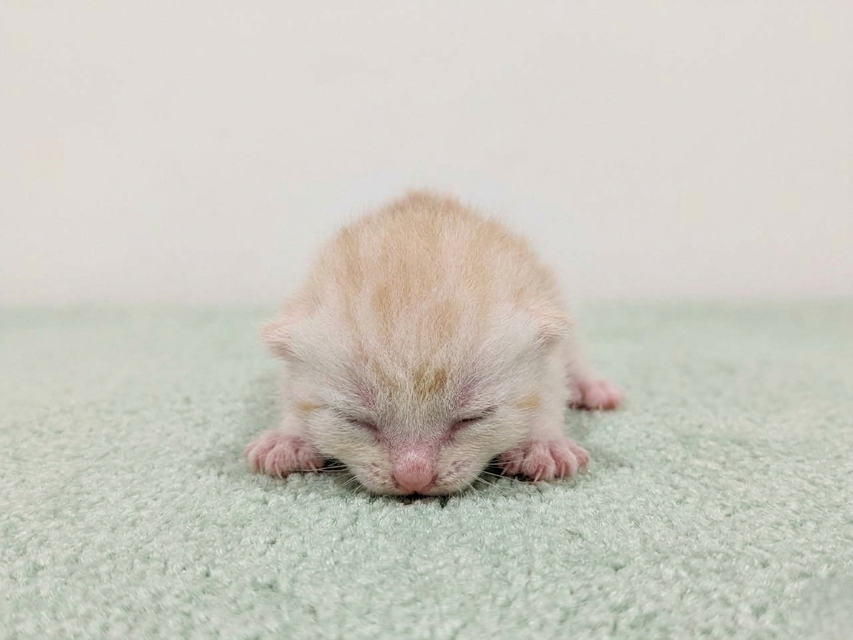 マンチカン
