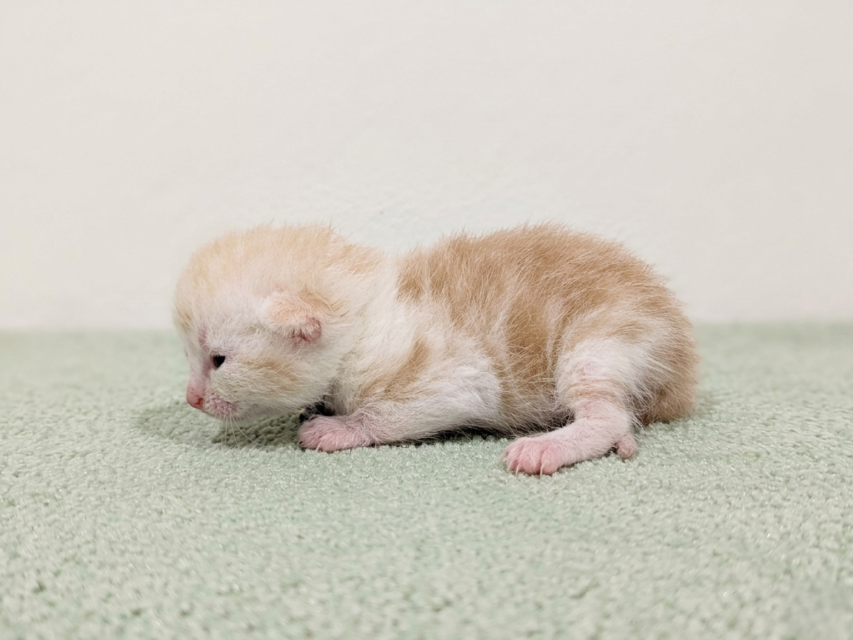 赤ちゃん写真1-2