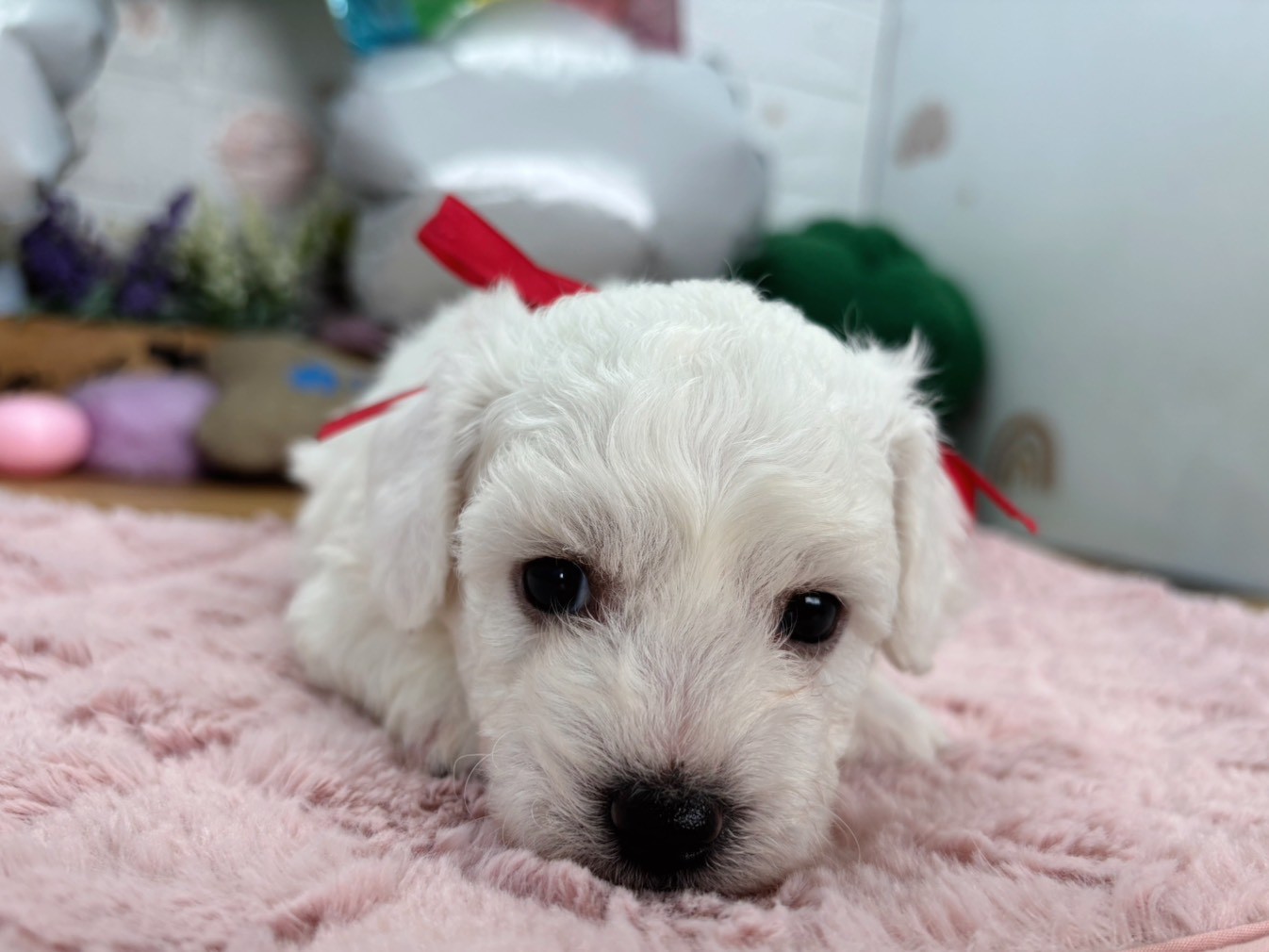 赤ちゃん写真2-1