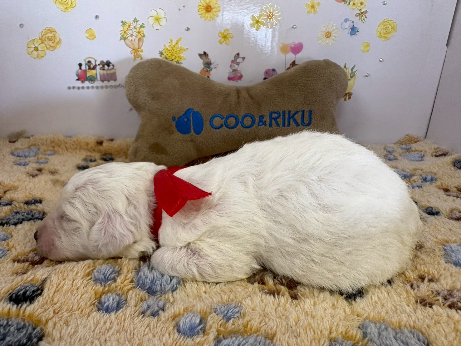 赤ちゃん写真1-2