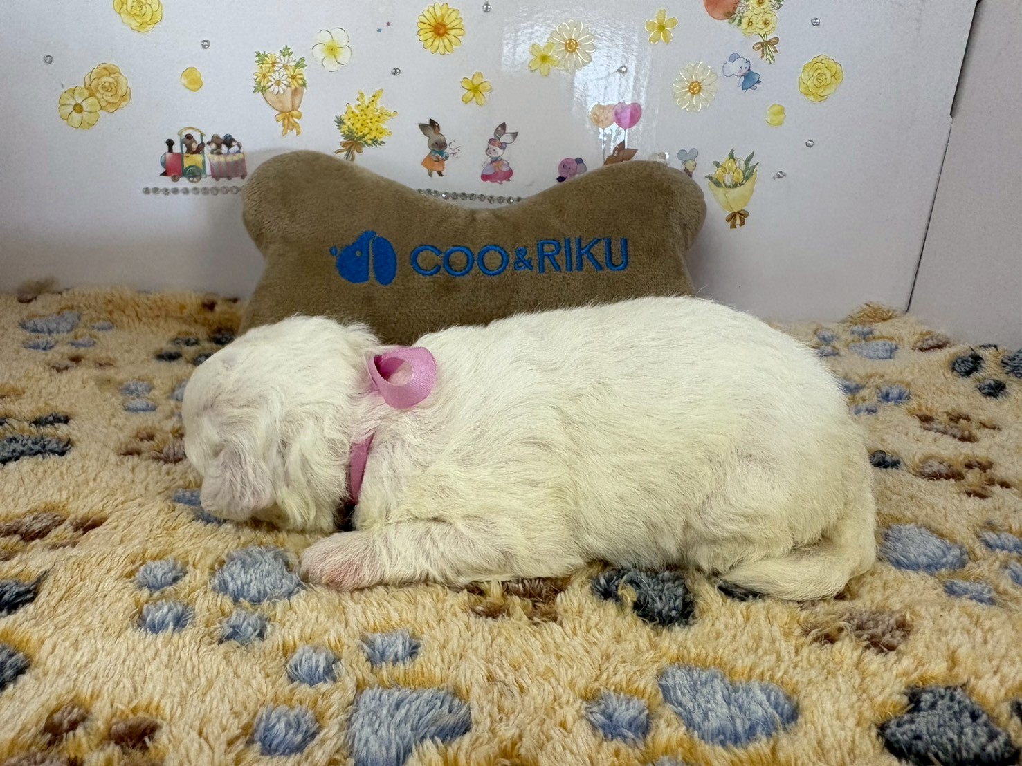 赤ちゃん写真1-2