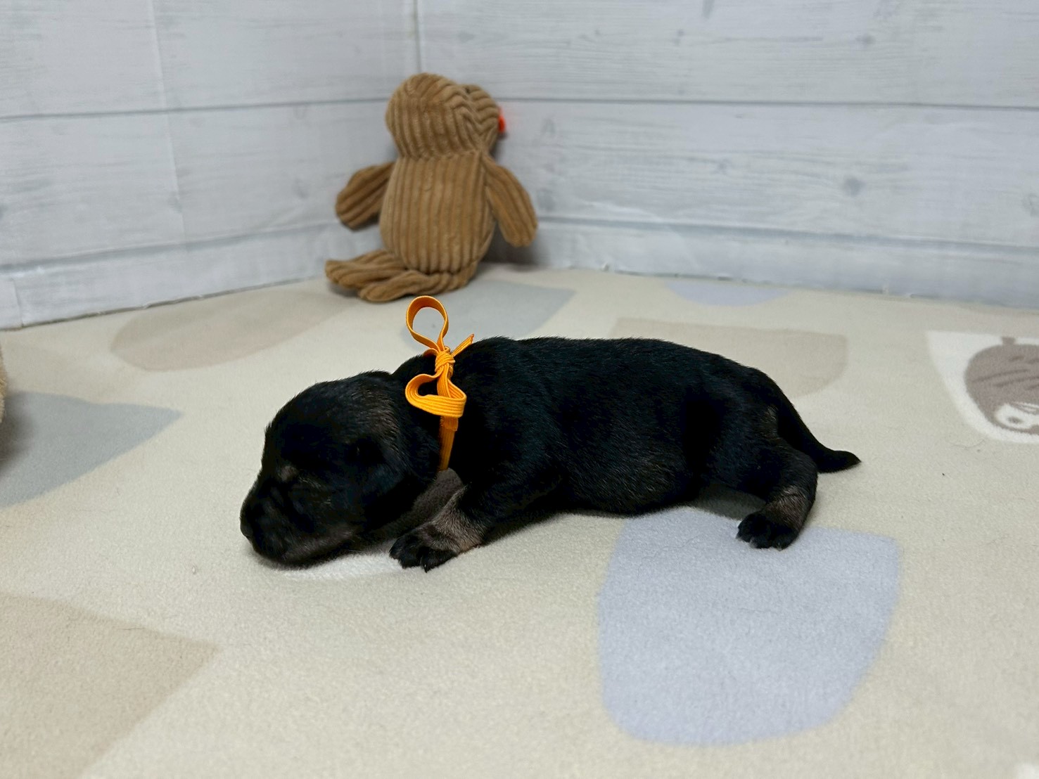 赤ちゃん写真1-2