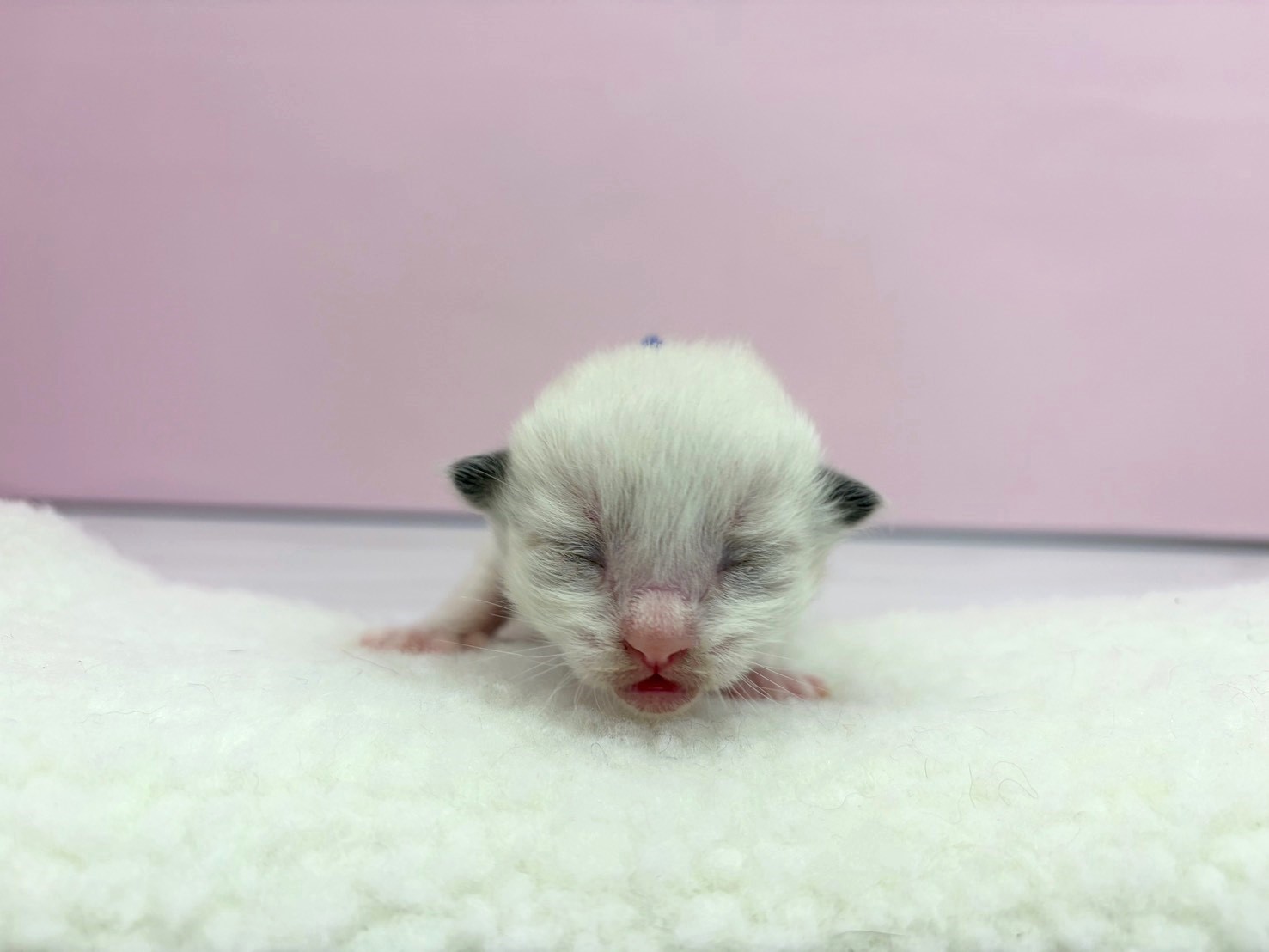 赤ちゃん写真1-1