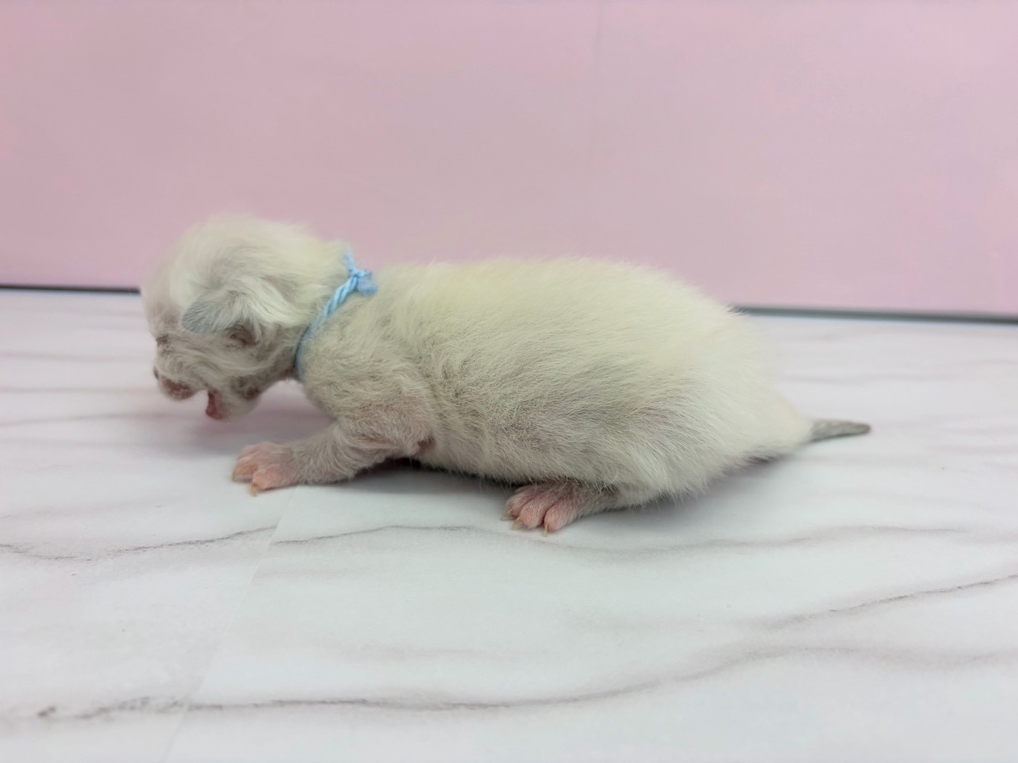 赤ちゃん写真1-2
