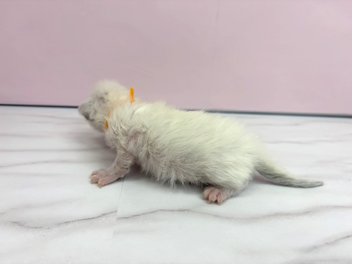 赤ちゃん写真1-2