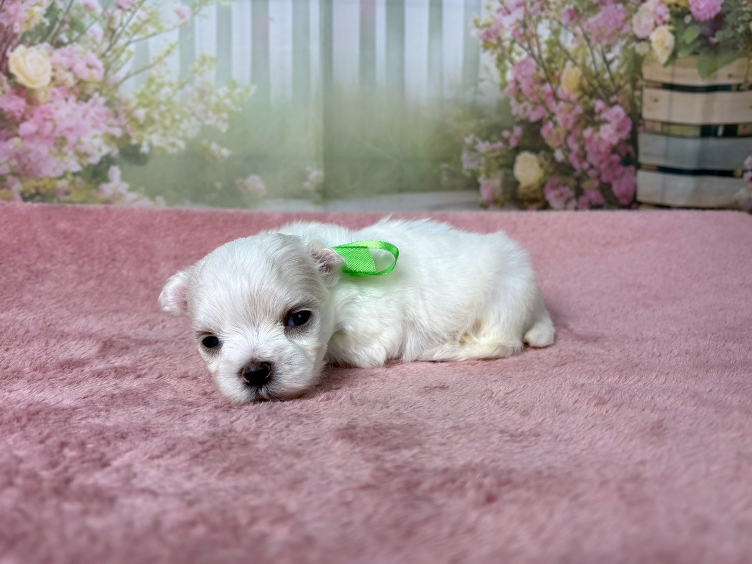 赤ちゃん写真1-2