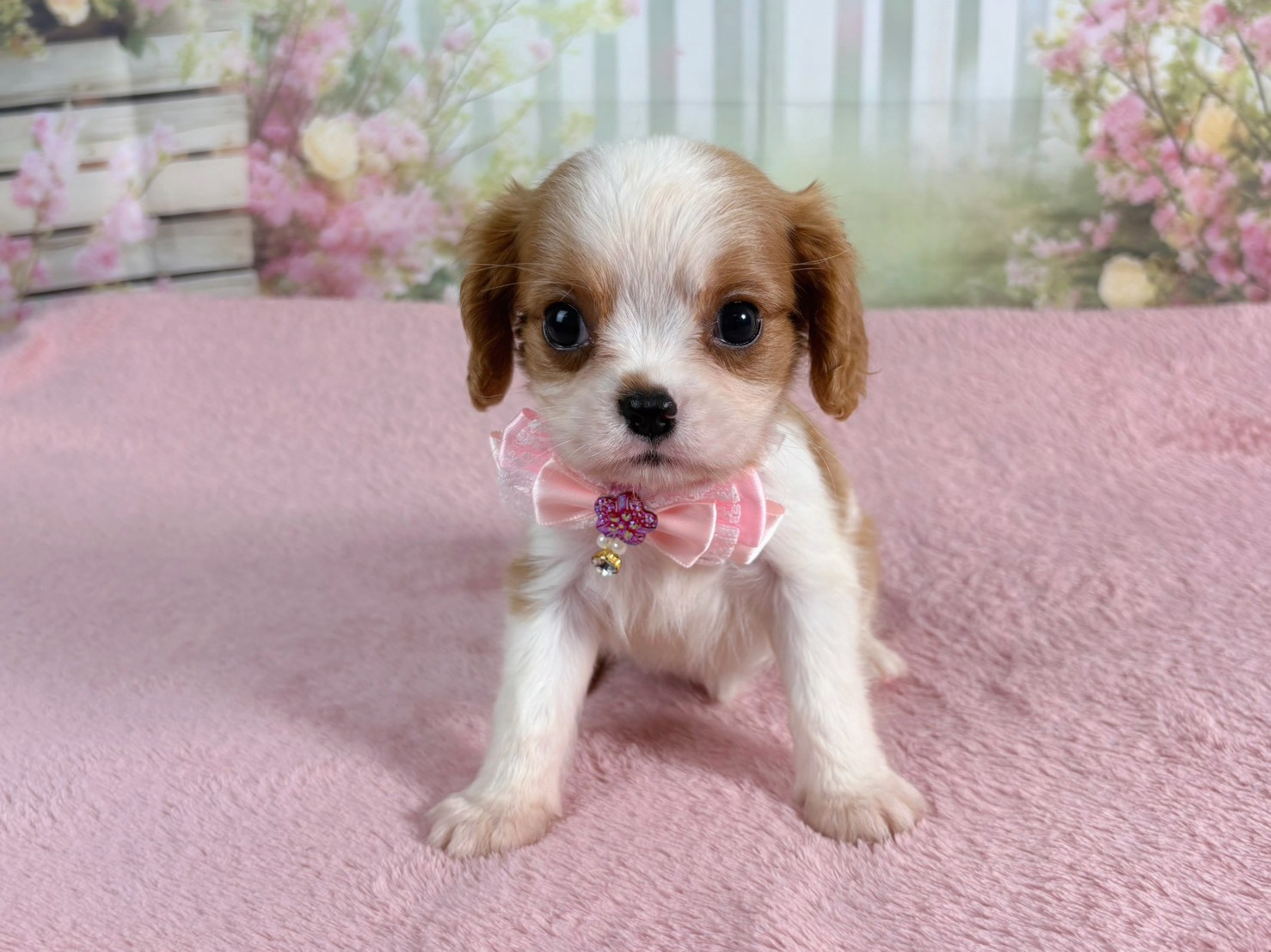 赤ちゃん写真3-1