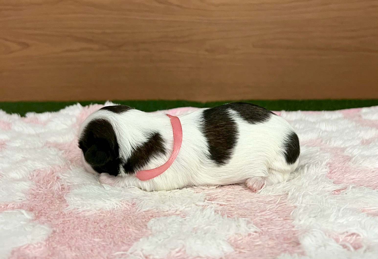赤ちゃん写真1-2