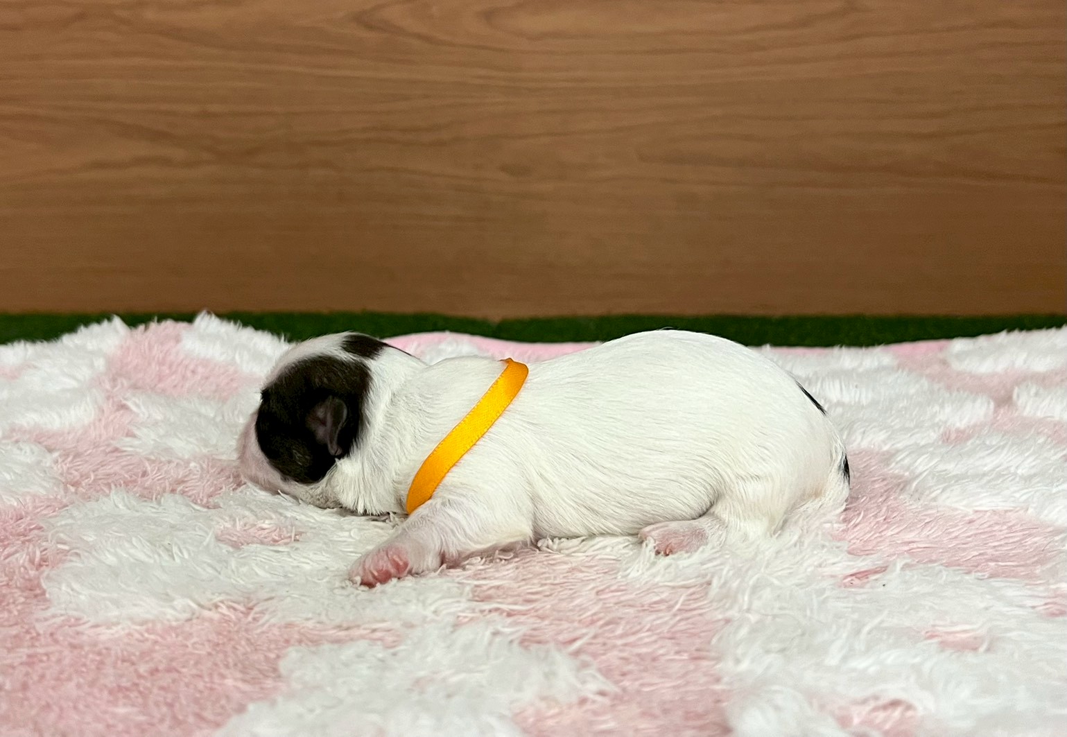 赤ちゃん写真1-2