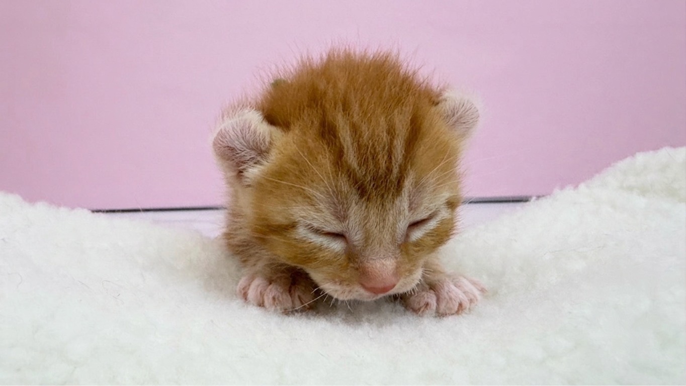 赤ちゃん写真1-1