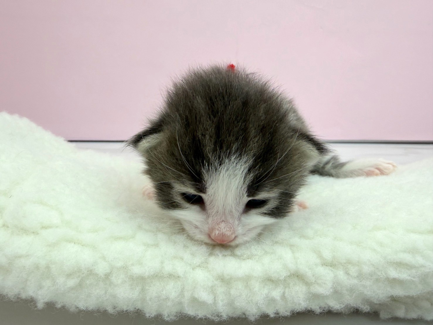 ノルウェージャン・フォレストキャット