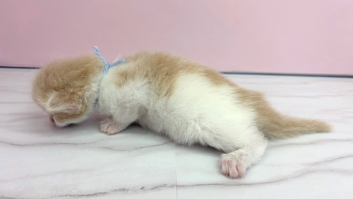 赤ちゃん写真1-2