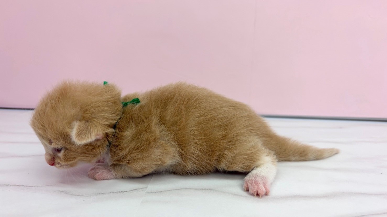 赤ちゃん写真1-2