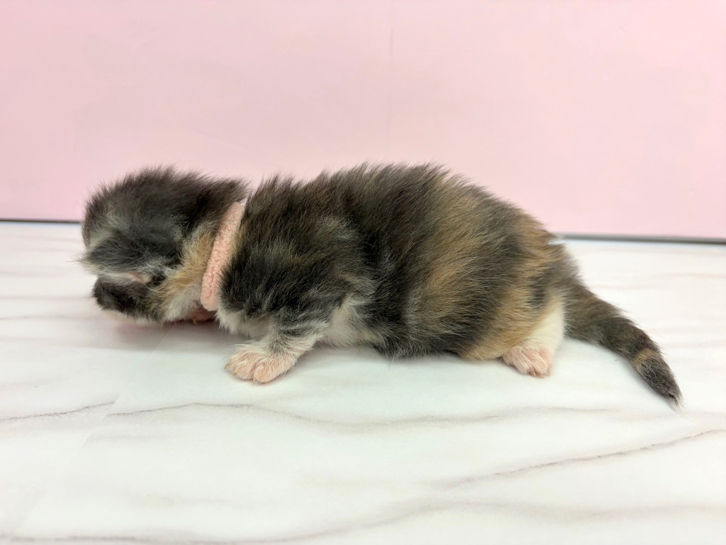 赤ちゃん写真1-2