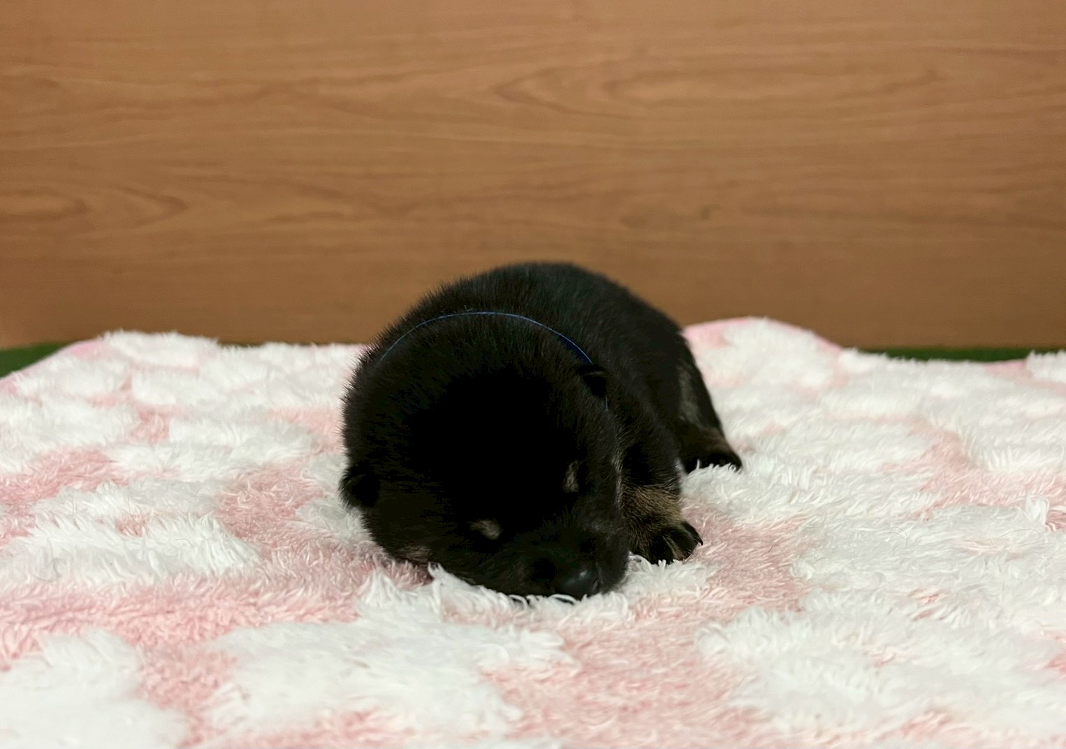赤ちゃん写真1-1