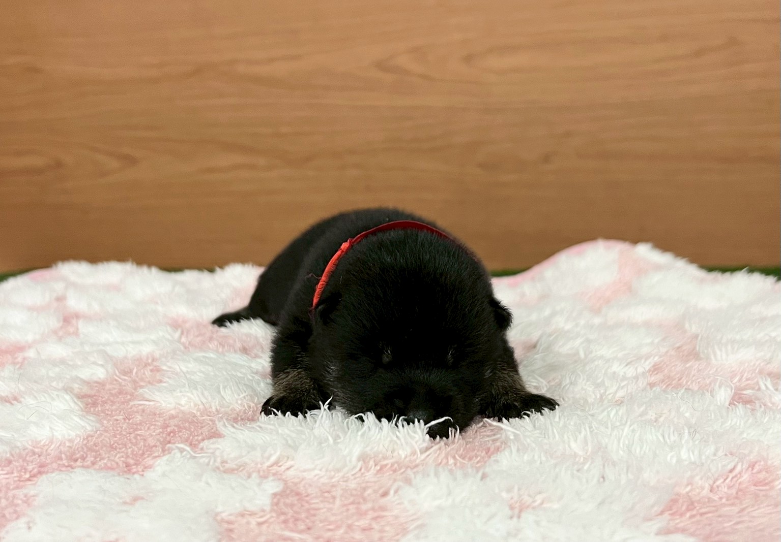 赤ちゃん写真1-1