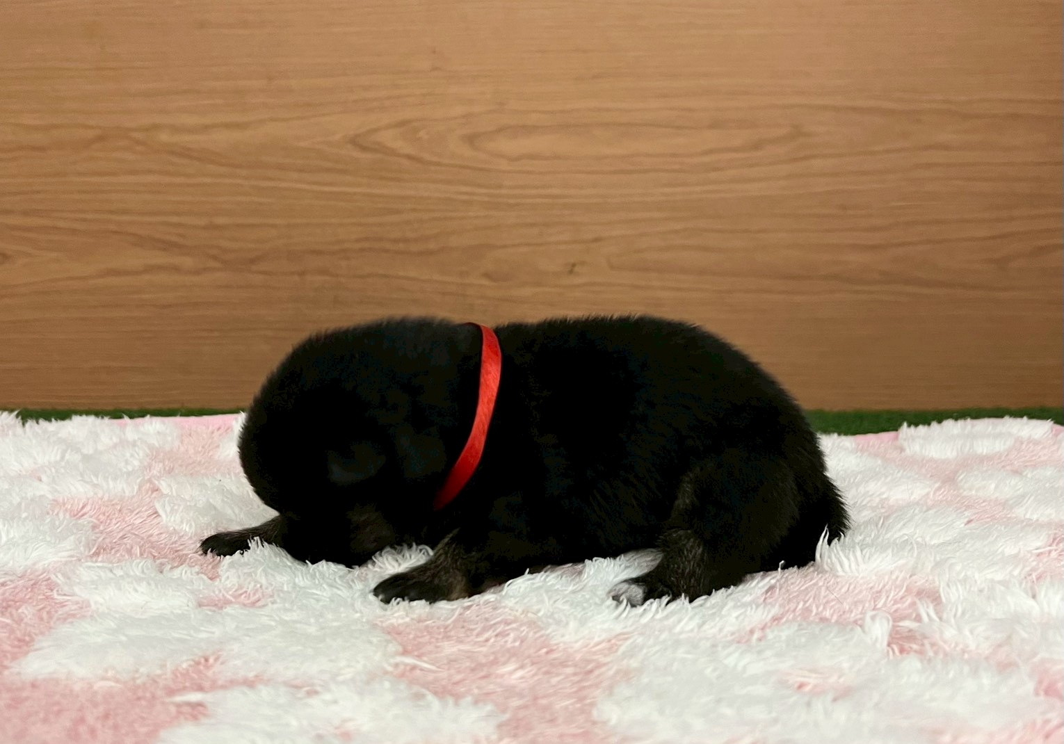 赤ちゃん写真1-2