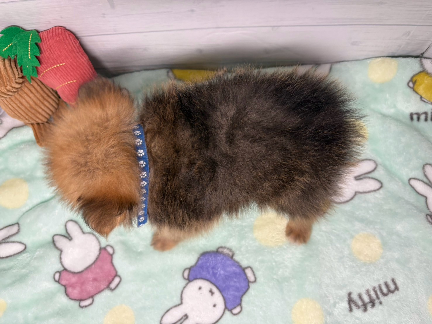 赤ちゃん写真3-3