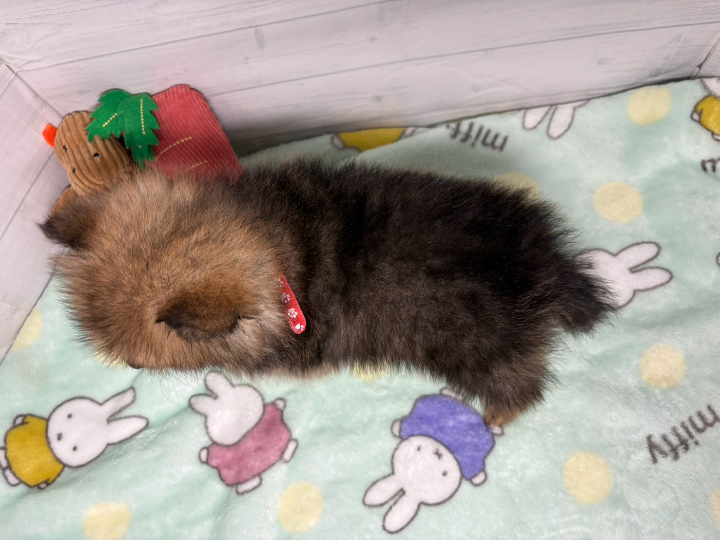 赤ちゃん写真3-3