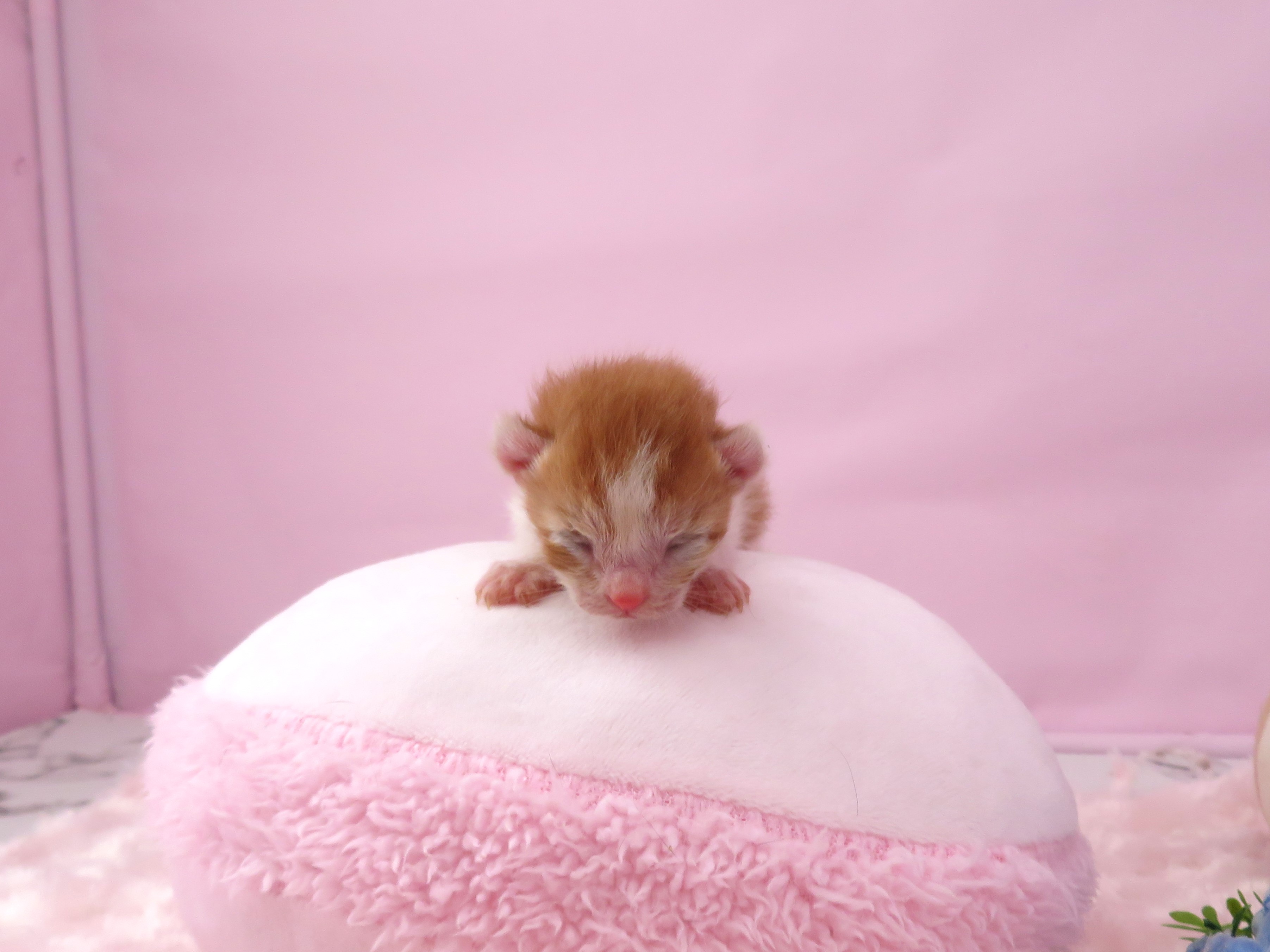 赤ちゃん写真1-1