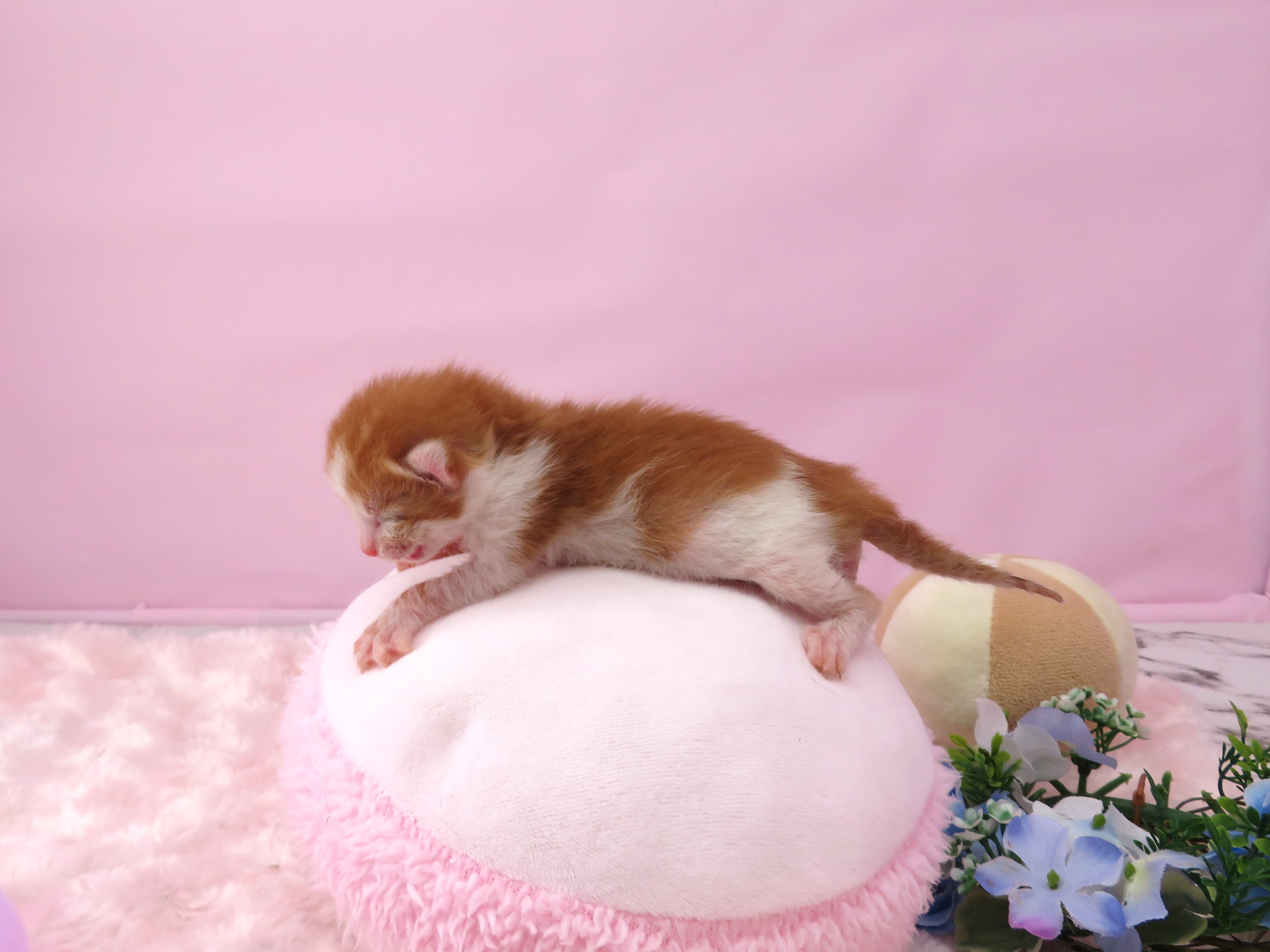 赤ちゃん写真1-2